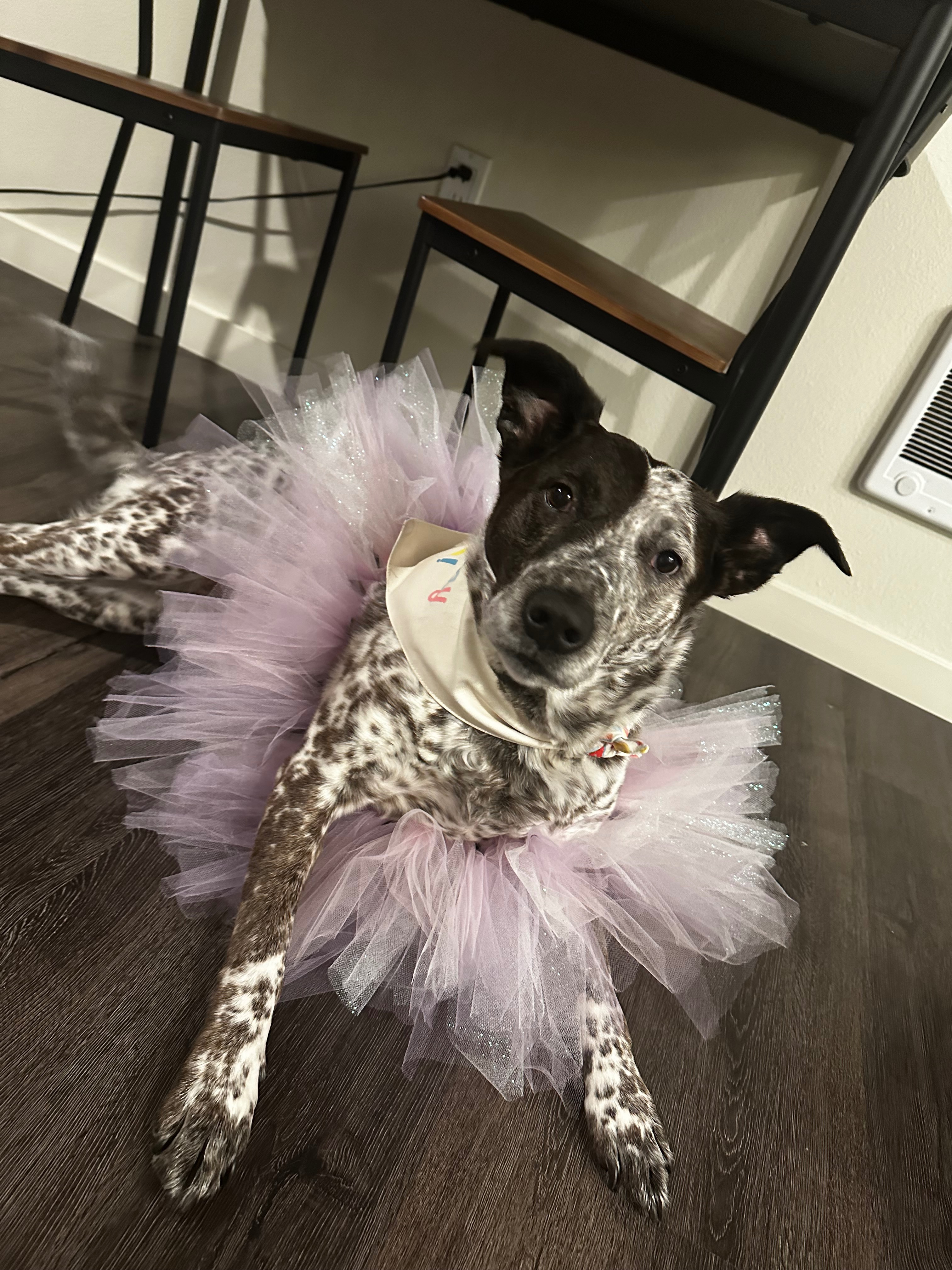 Help cover Dal’s final vet and memorial expenses campaign photo, 4 of 8