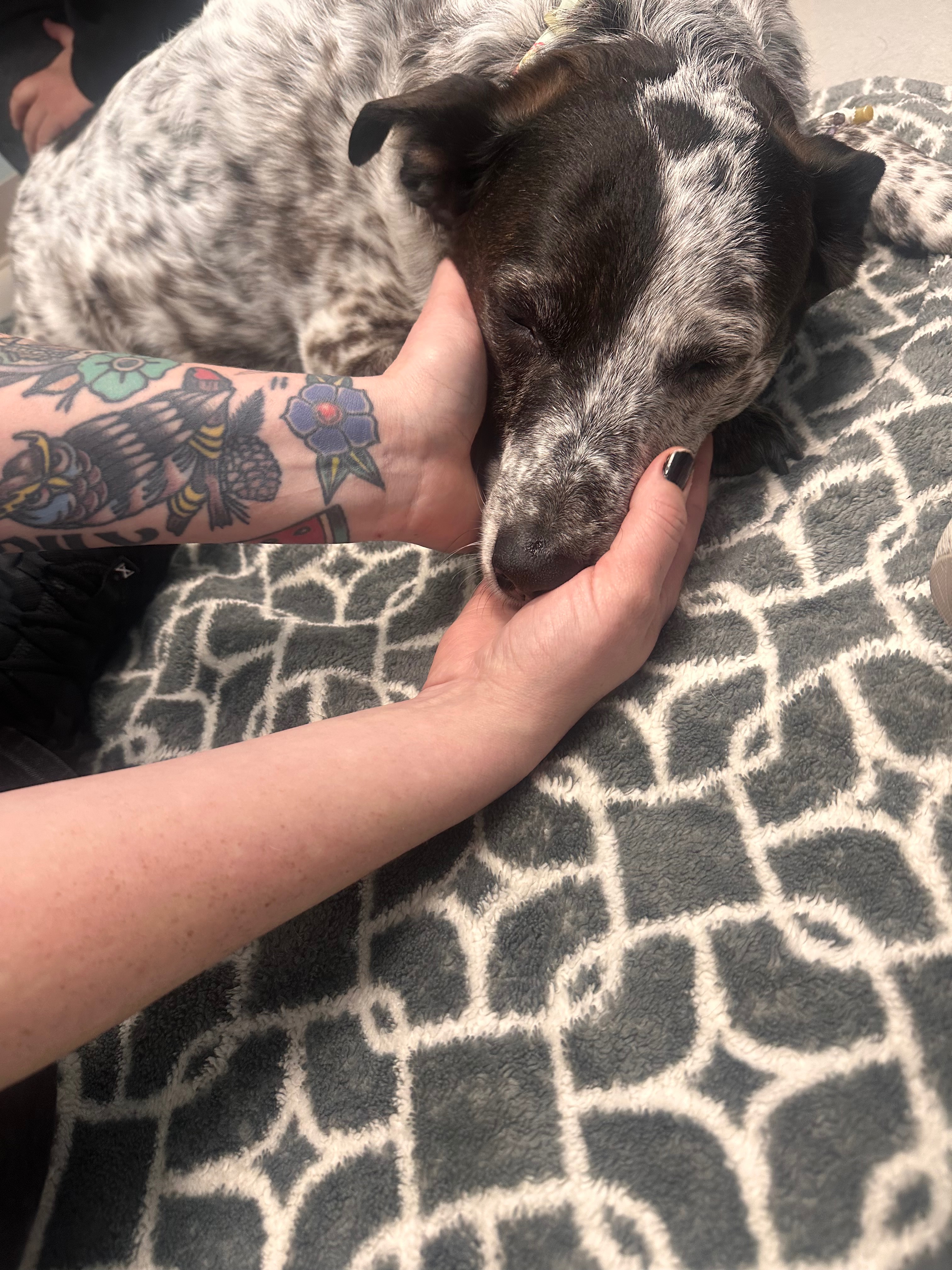 Help cover Dal’s final vet and memorial expenses campaign photo, 5 of 8