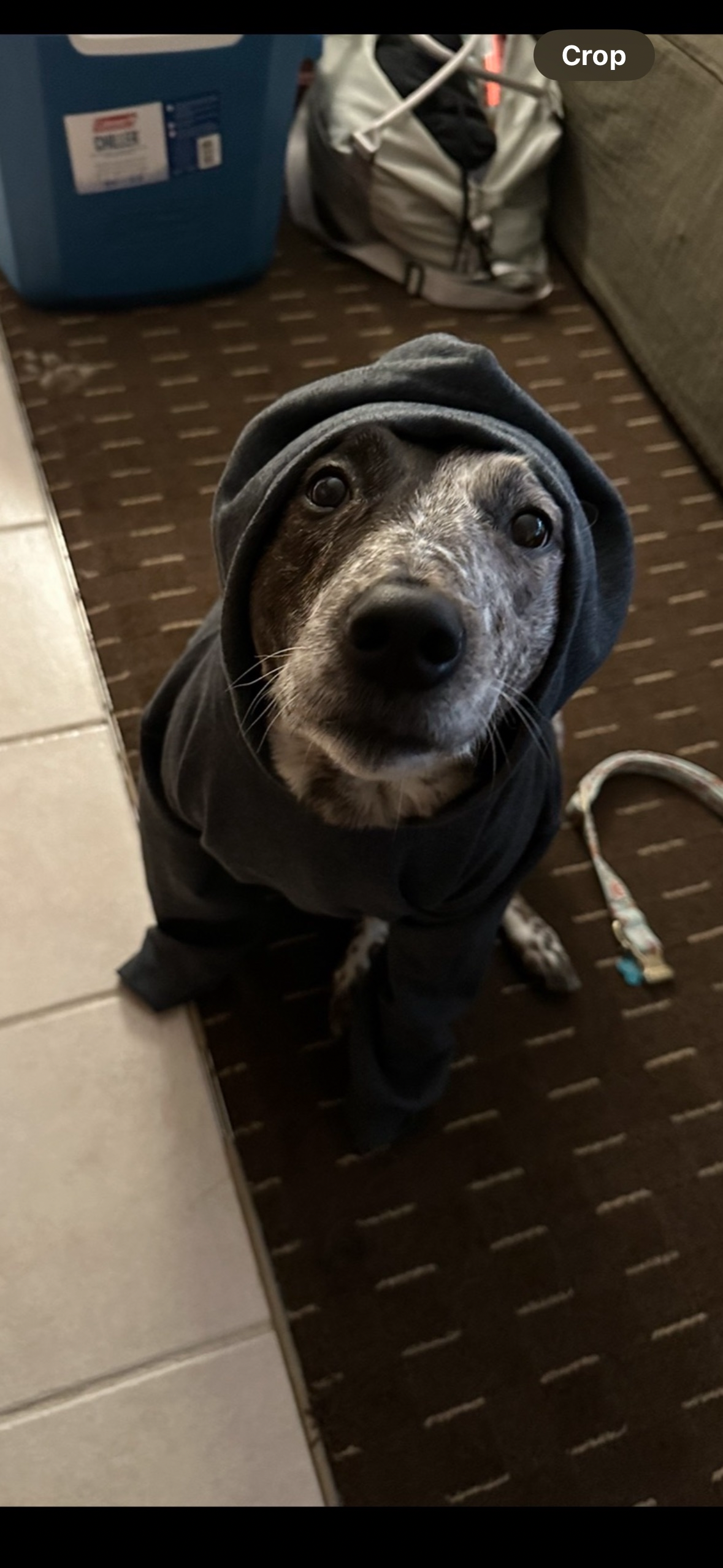 Help cover Dal’s final vet and memorial expenses campaign photo, 6 of 8