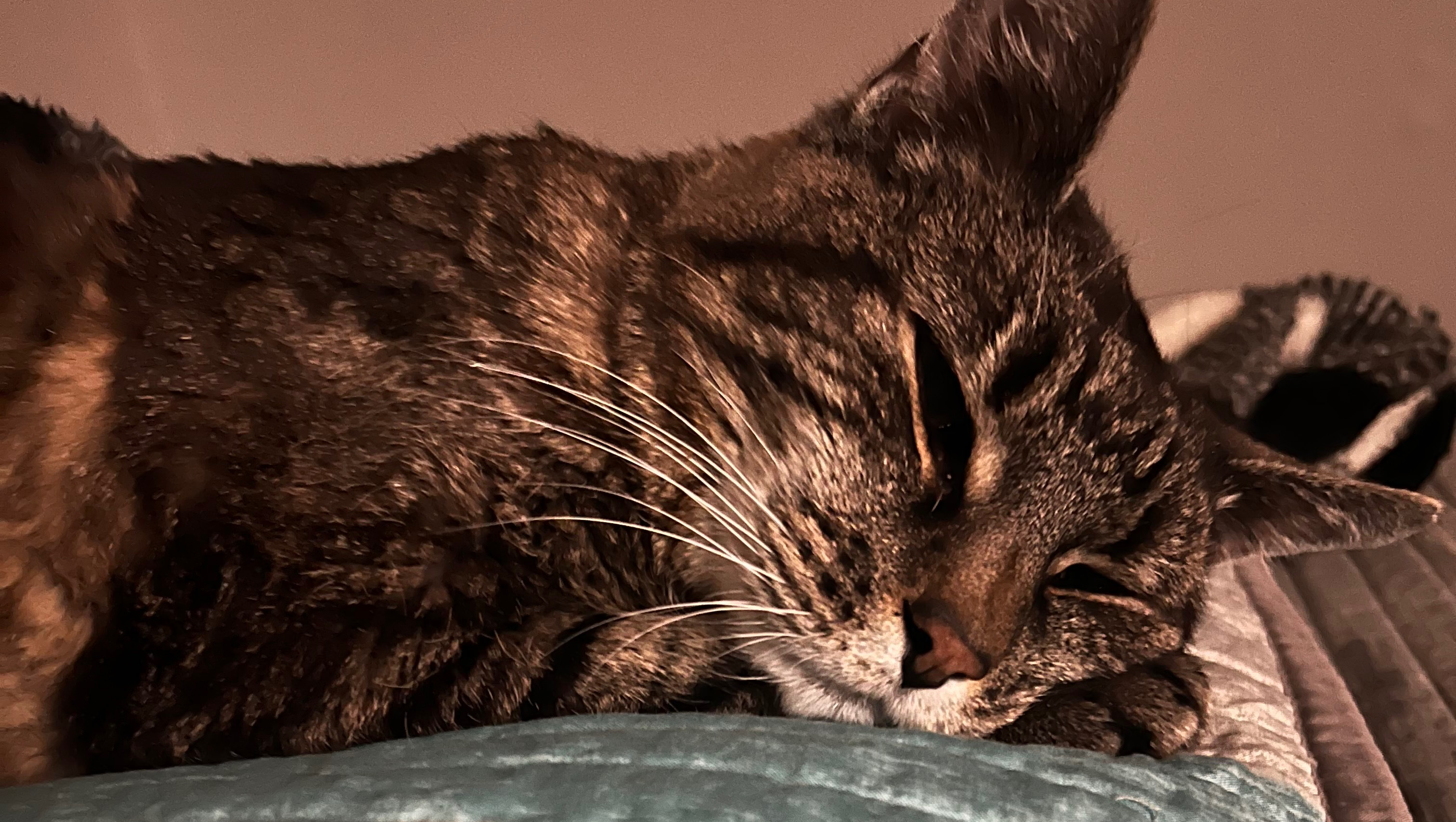 Help with Boomer’s Medical Expenses & Cremation photo