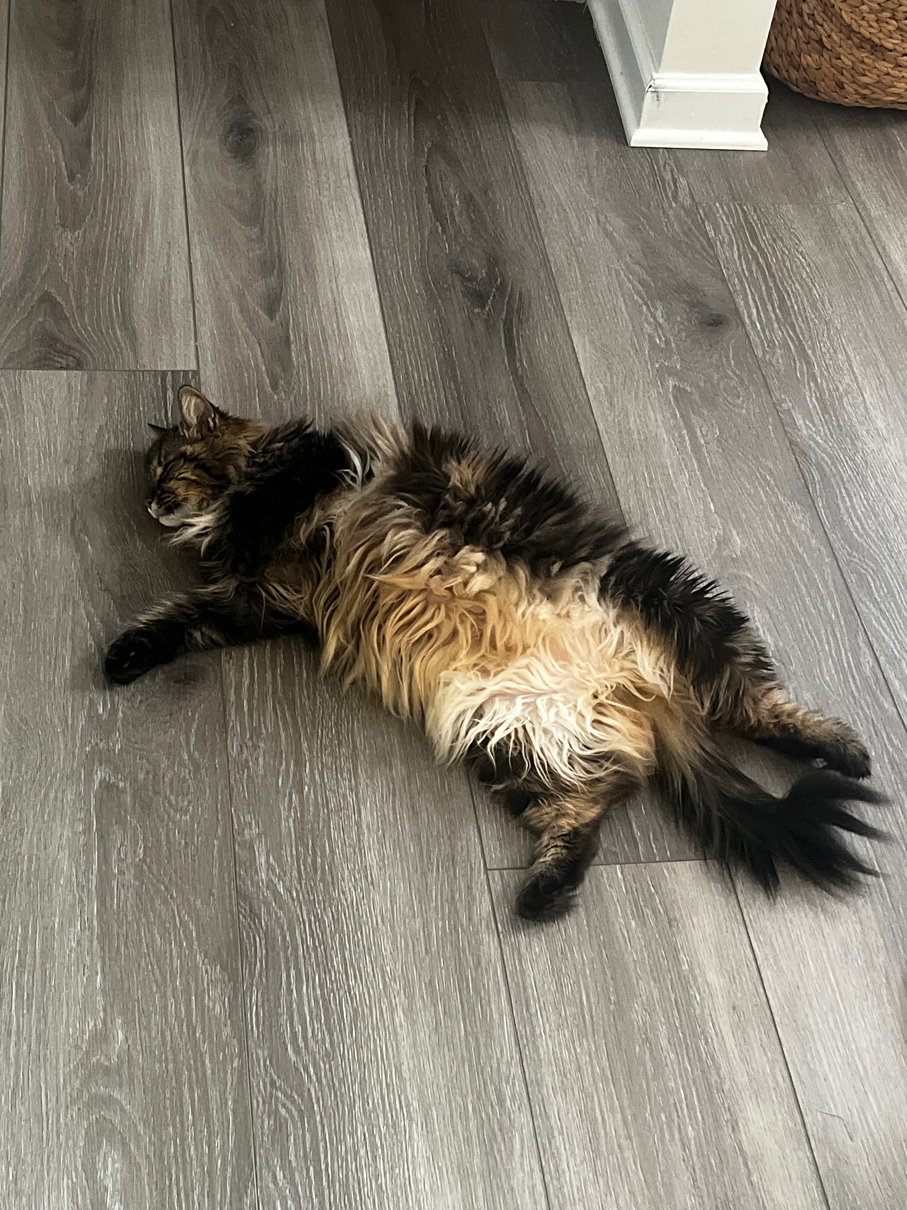 Help Sweet Winnie Get Her Life-Saving Treatment campaign photo, 5 of 6