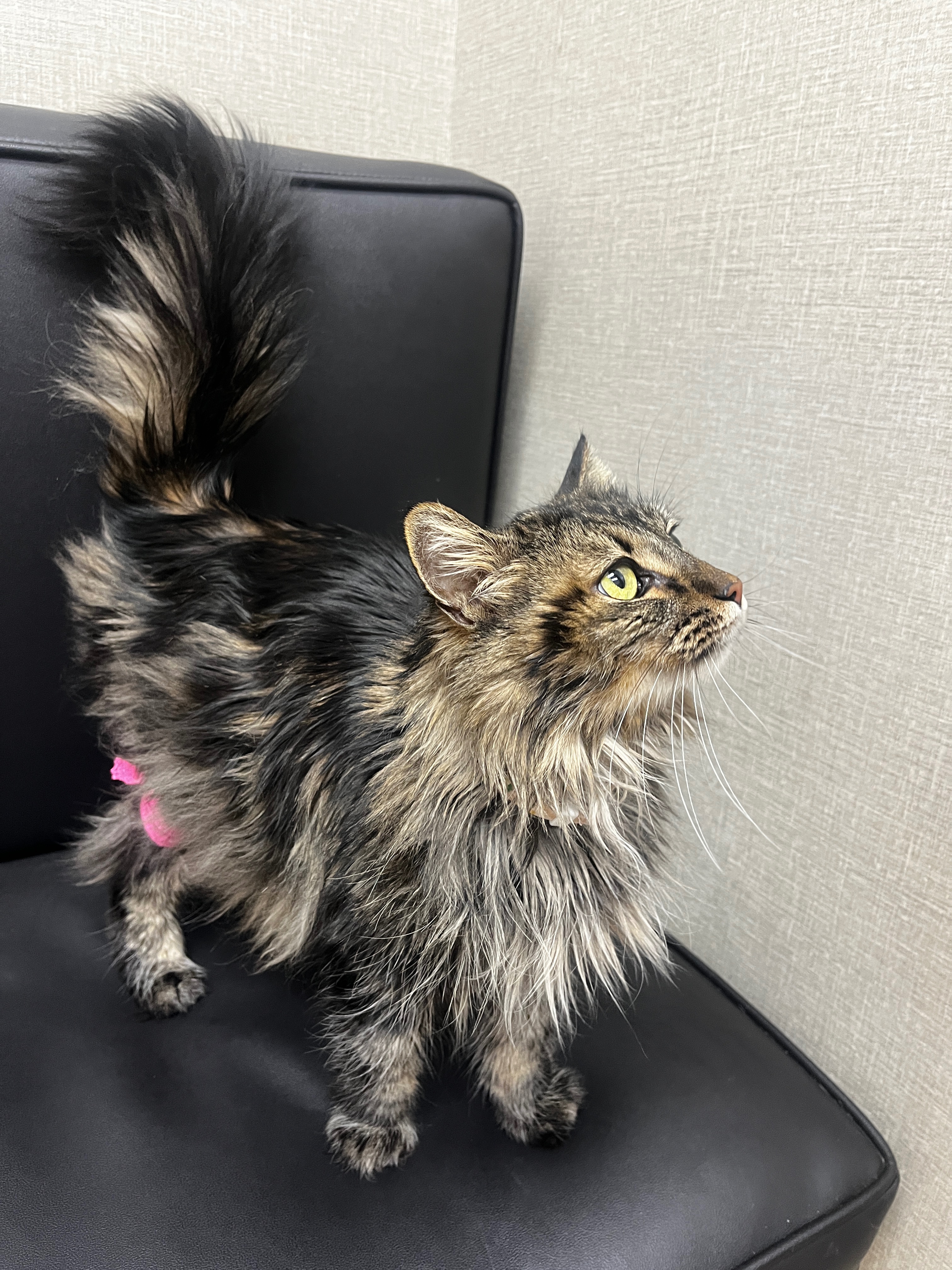 Help Sweet Winnie Get Her Life-Saving Treatment campaign photo, 2 of 6