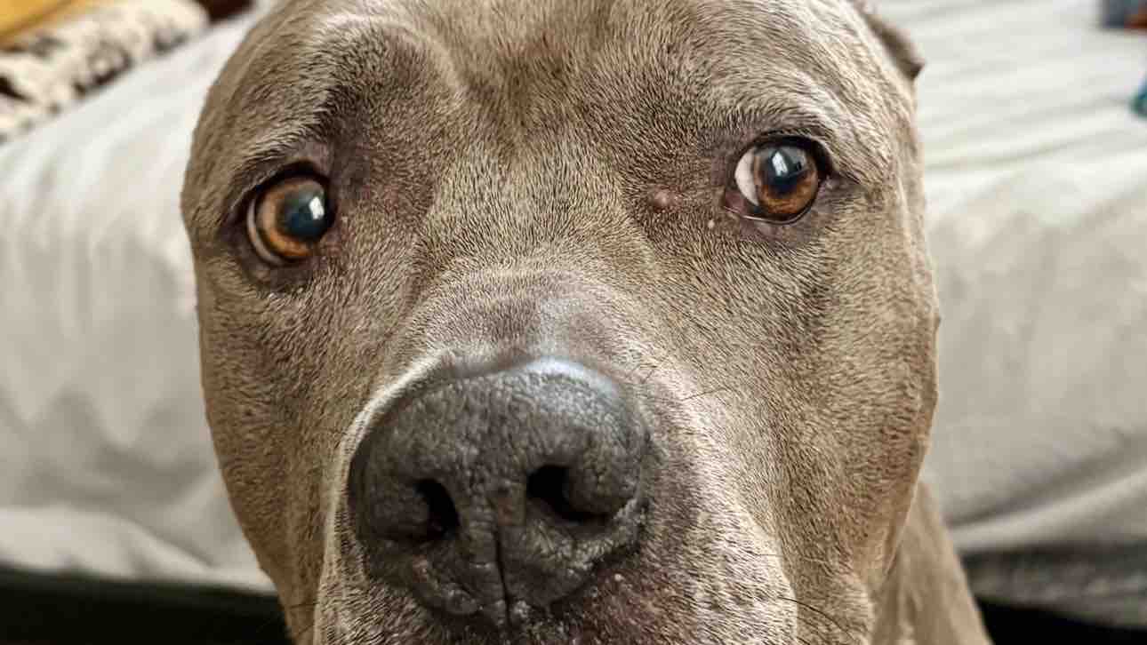 Help Butch’s Heart Failure photo