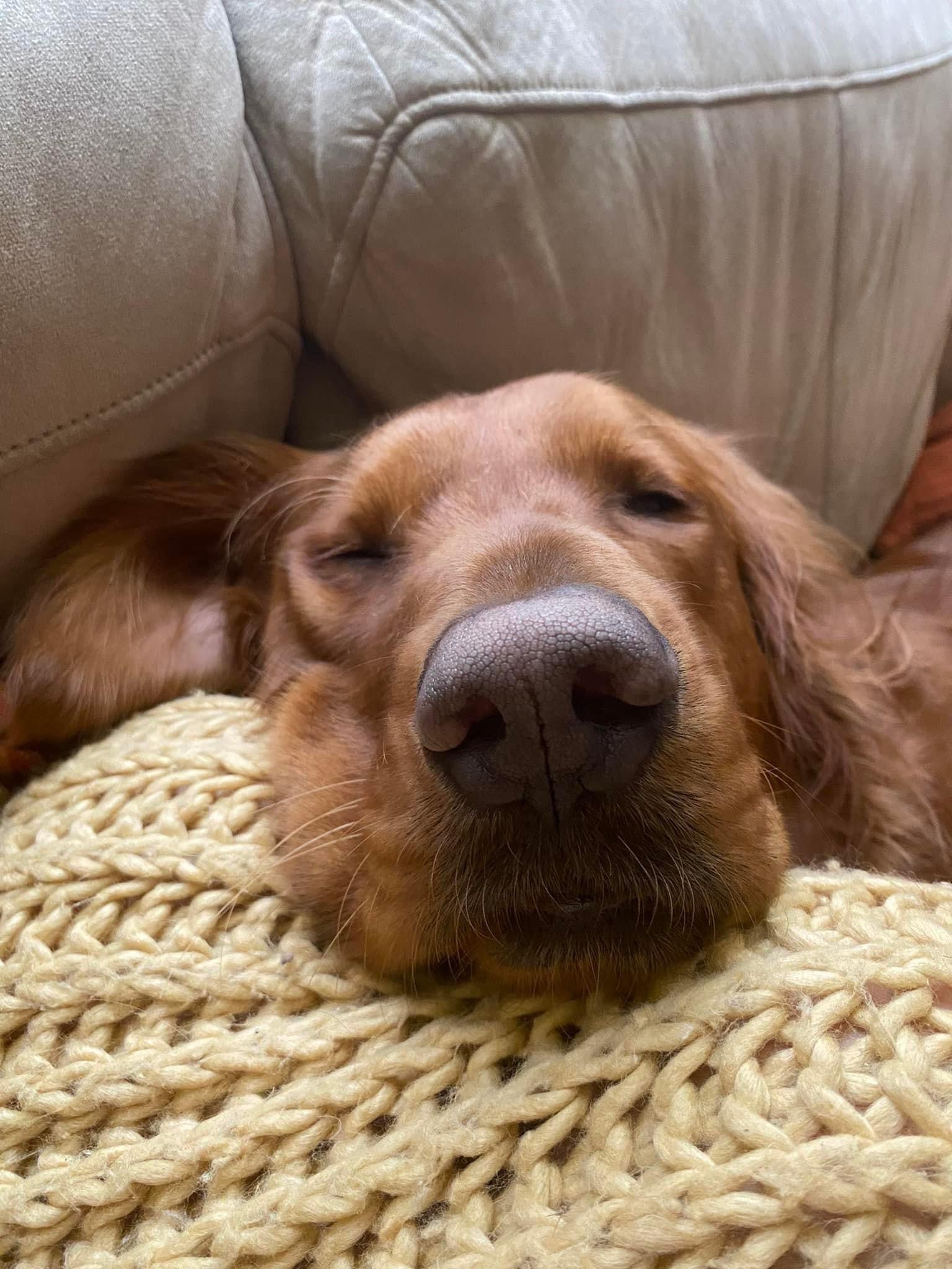 Help Finn Get the Surgery He Needs campaign photo, 5 of 8