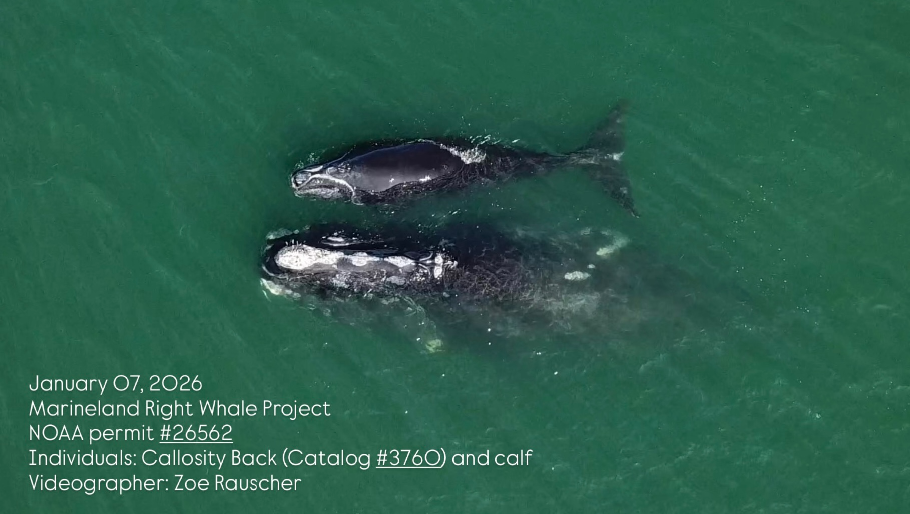 Fundraiser by Zoë Rauscher : Help Protect Endangered North