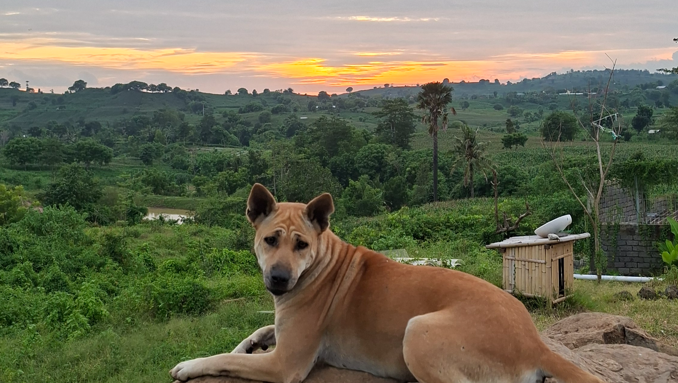 Help Us Build Lomdogs Sanctuary - Shelter (2 of 4) photo