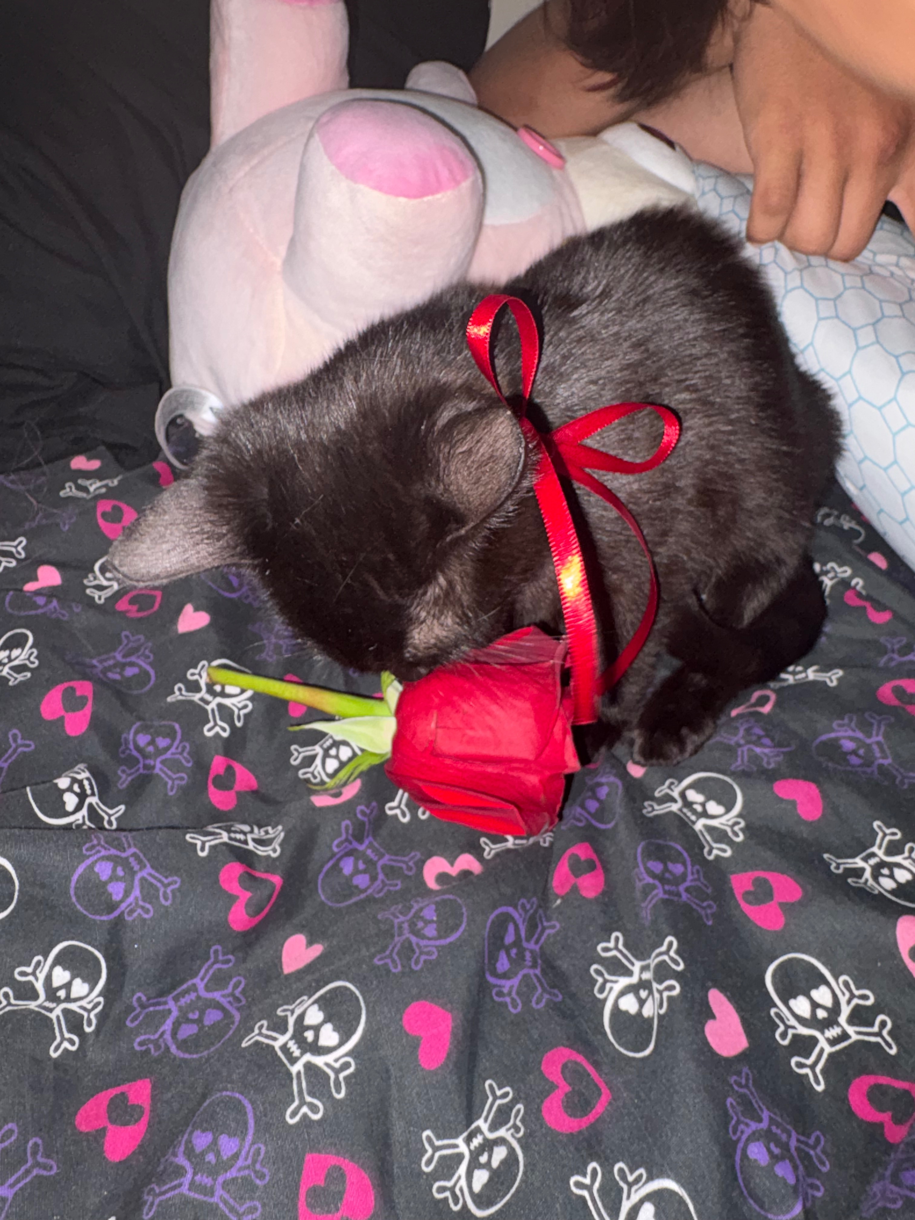 Help Neoki Heal: Surgery for Our Kitten campaign photo, 7 of 8