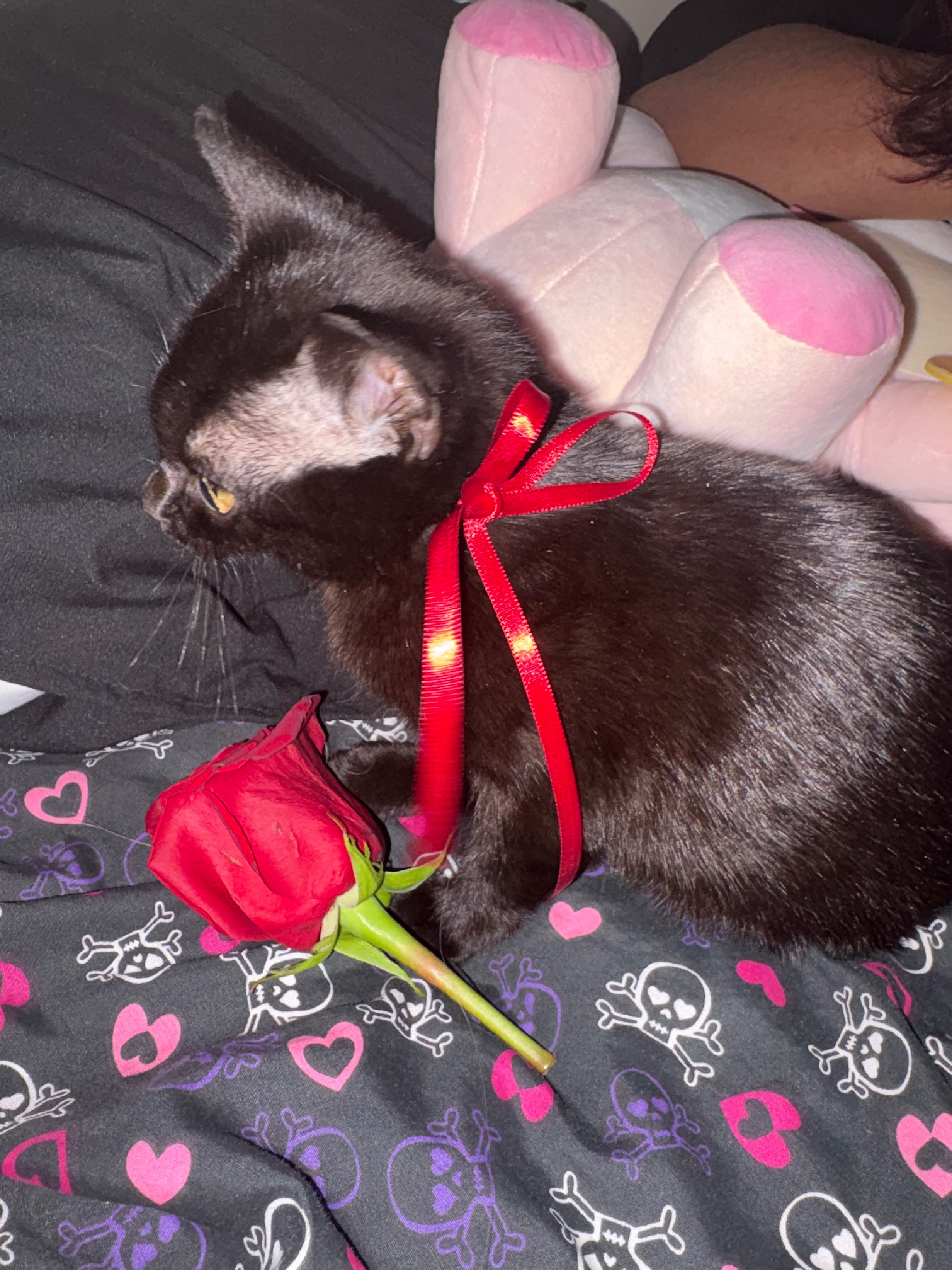 Help Neoki Heal: Surgery for Our Kitten campaign photo, 2 of 8
