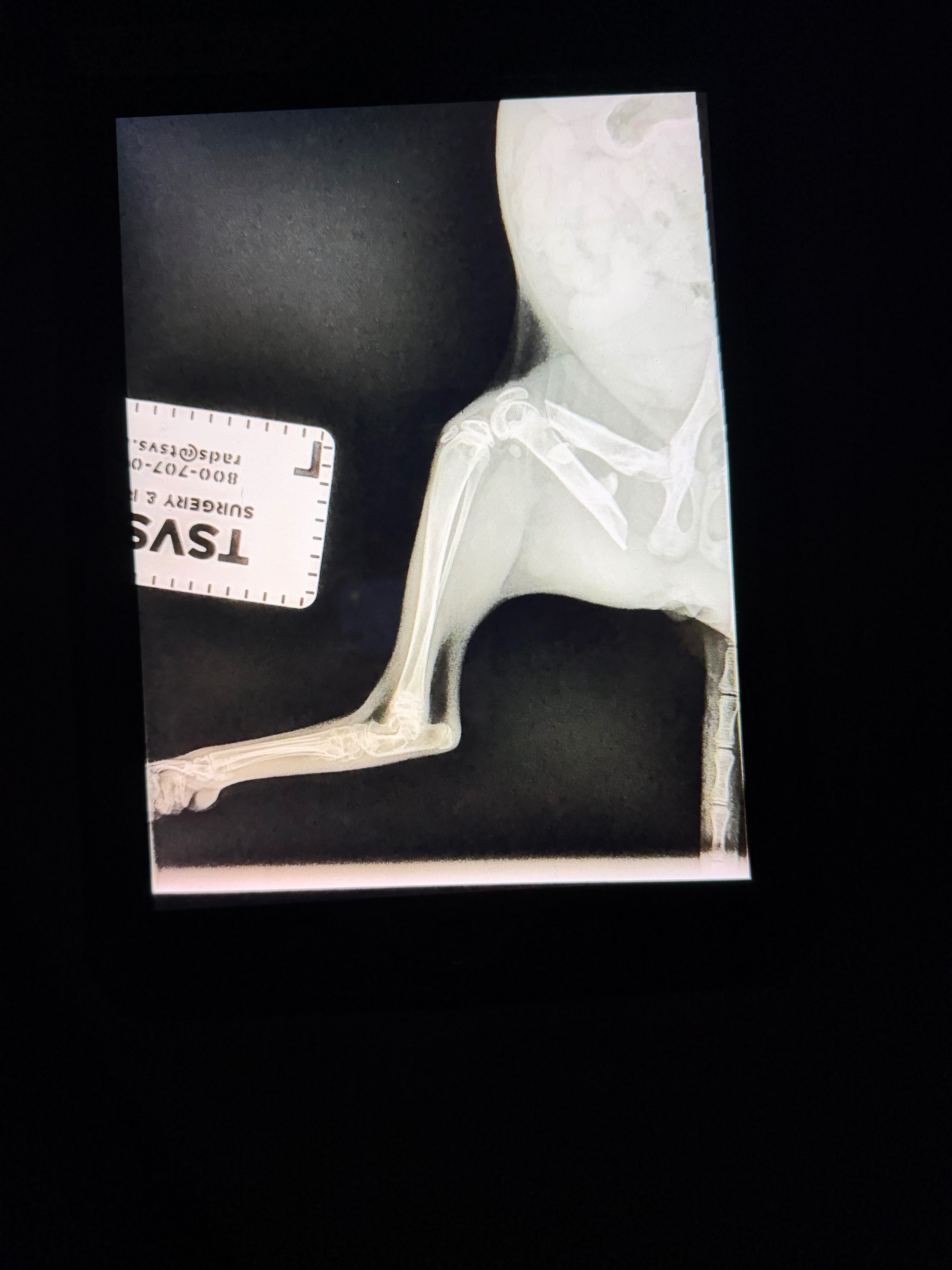 Help Neoki Heal: Surgery for Our Kitten campaign photo, 5 of 8