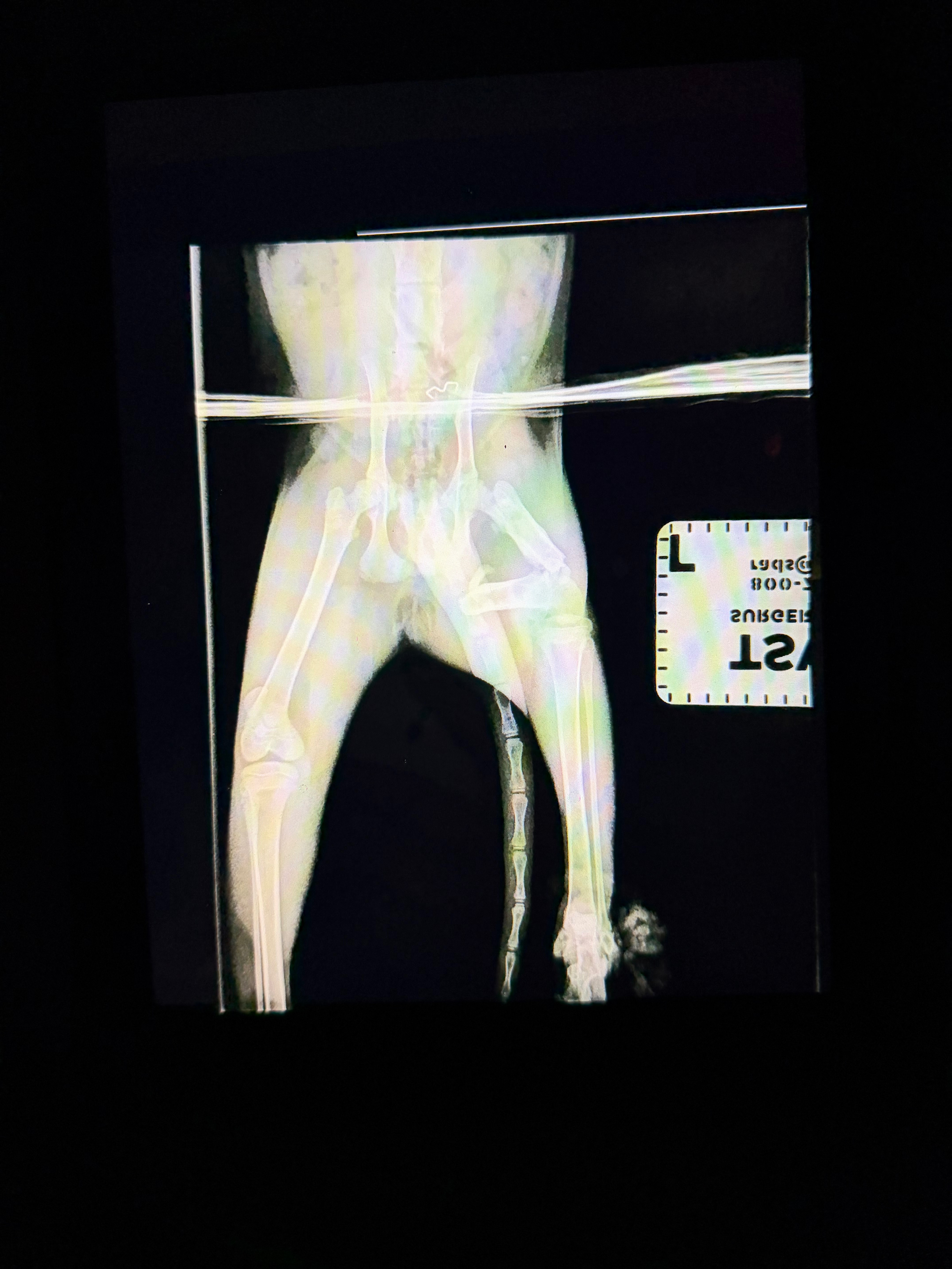 Help Neoki Heal: Surgery for Our Kitten campaign photo, 4 of 8