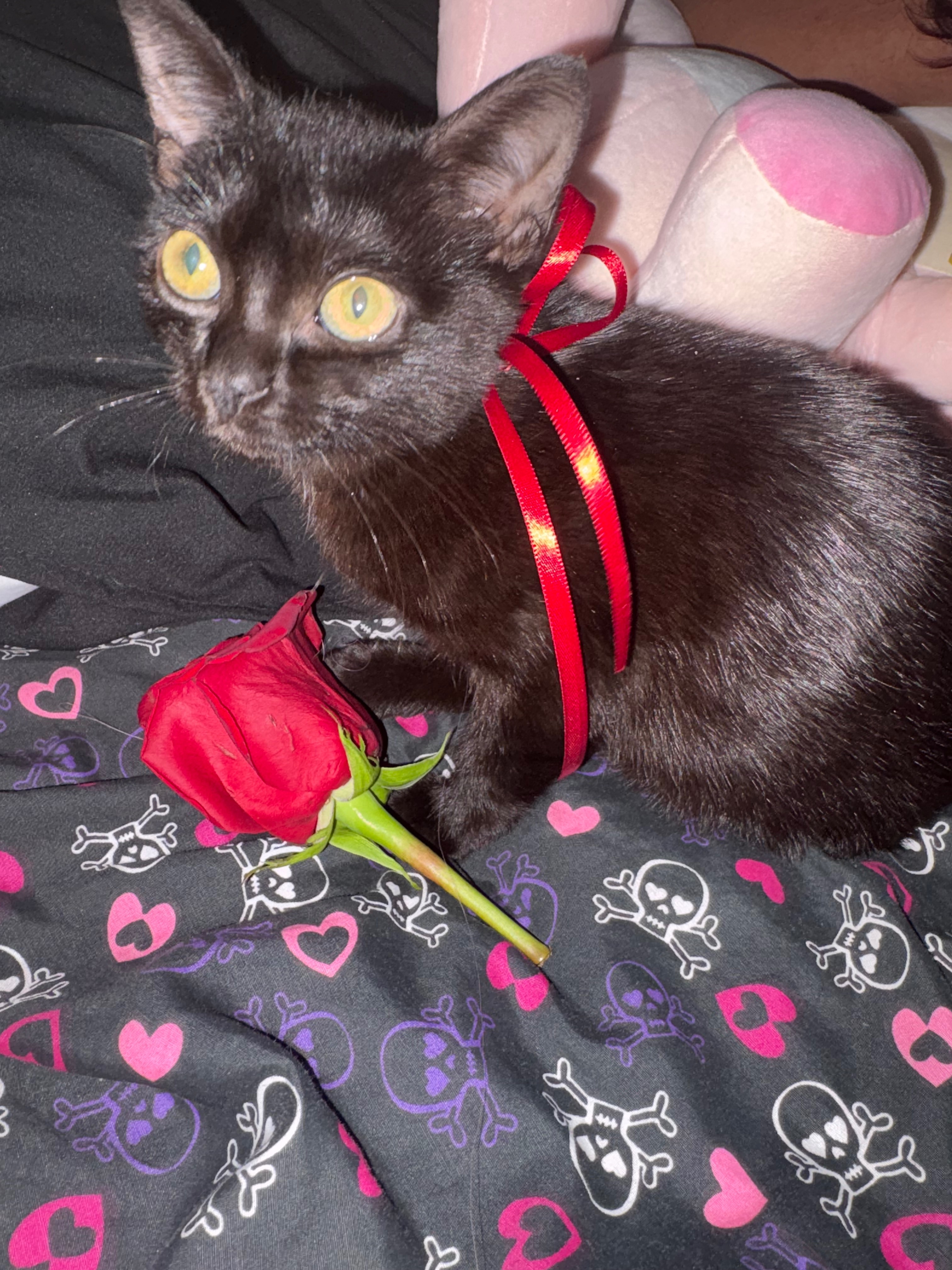 Help Neoki Heal: Surgery for Our Kitten campaign photo, 6 of 8