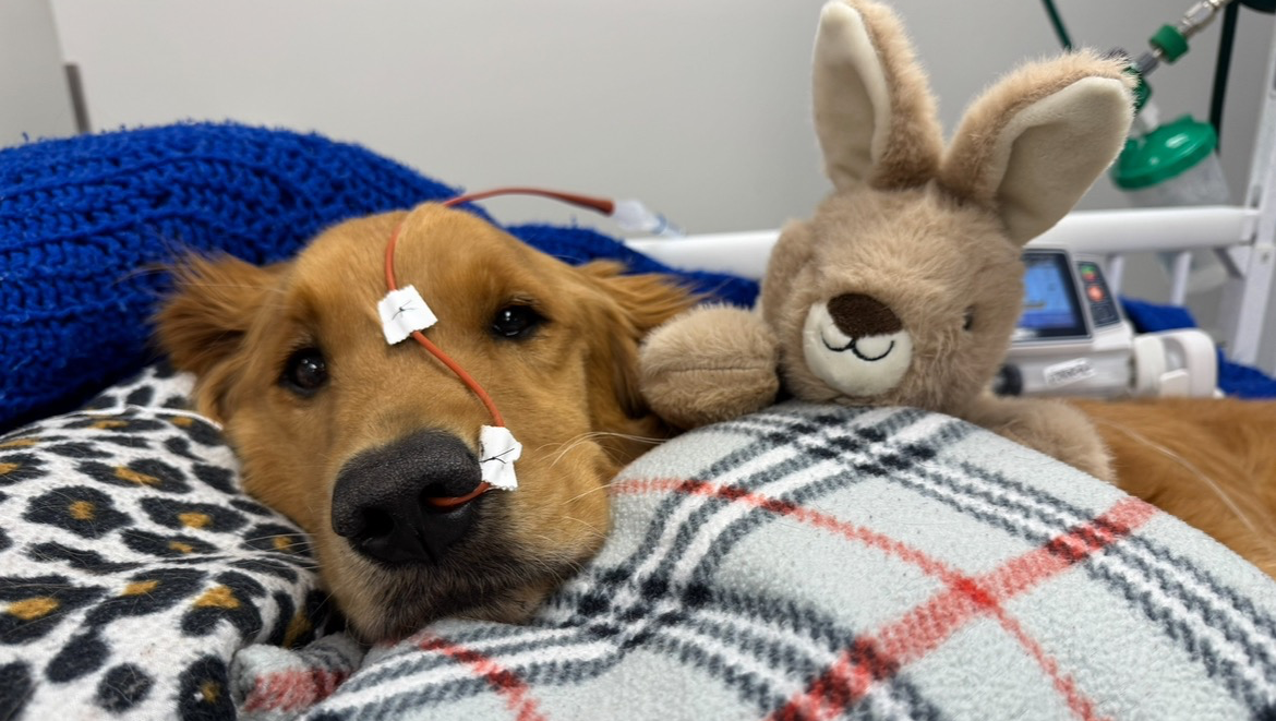 Help Maverick Get the Surgery He Desperately Needs photo