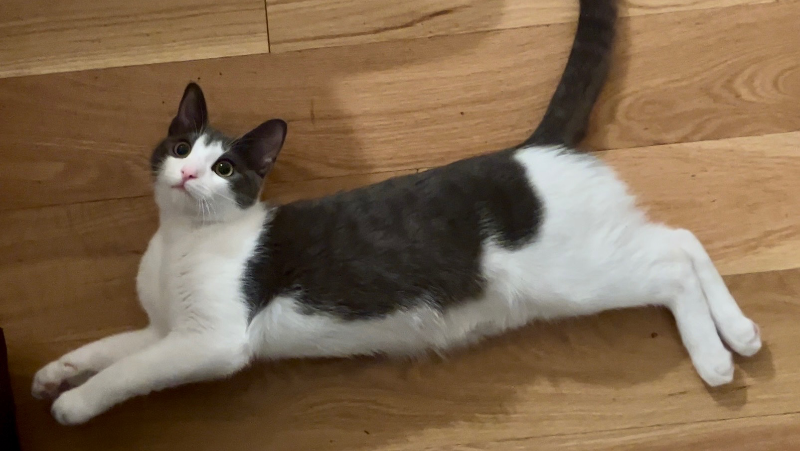 Emergency Surgery for Boba the Kitty