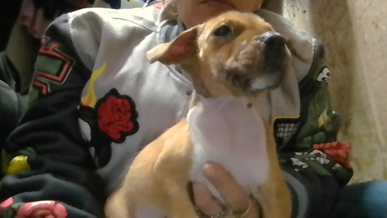 Help My Puppy Get Urgent Medical Care photo