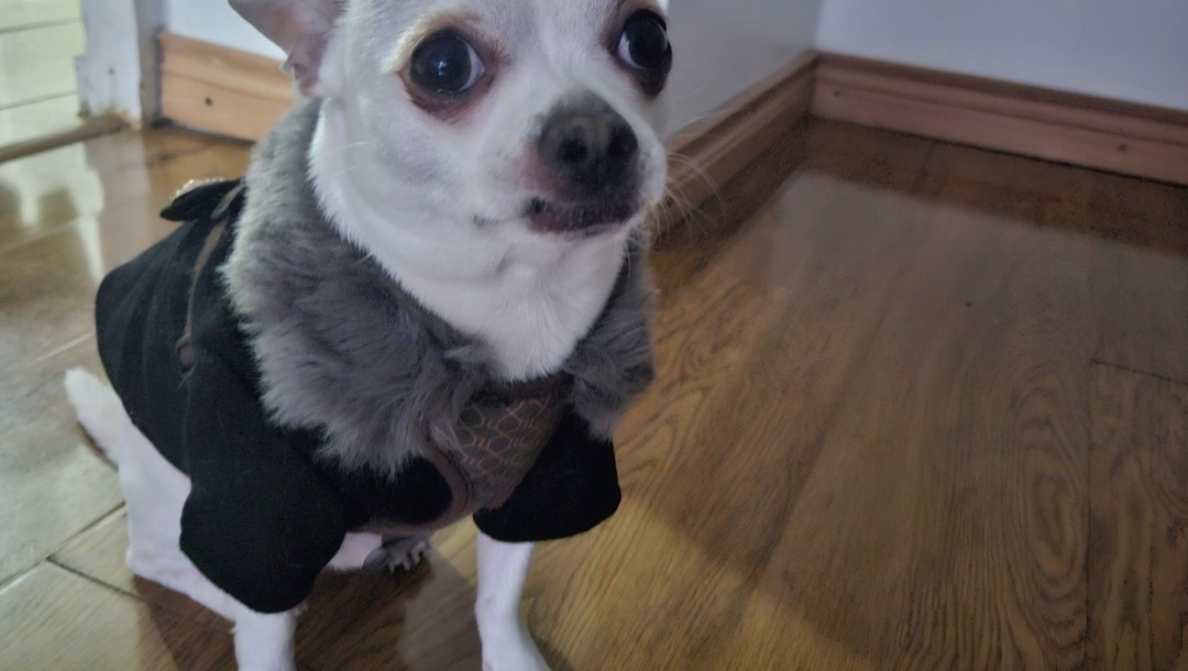 Help Chico with MRI cost photo