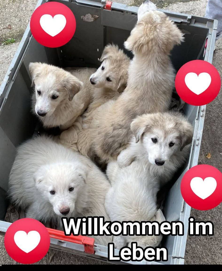 Freilauf für die Pflegehunde aus Rumänien campaign photo, 6 of 6