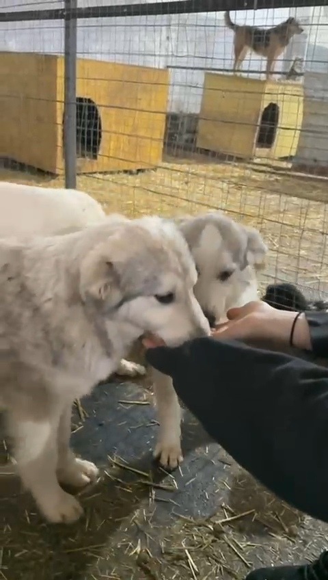 Freilauf für die Pflegehunde aus Rumänien campaign photo, 2 of 6