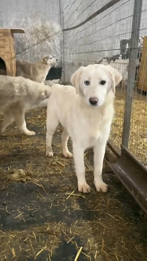 Freilauf für die Pflegehunde aus Rumänien campaign photo, 4 of 6