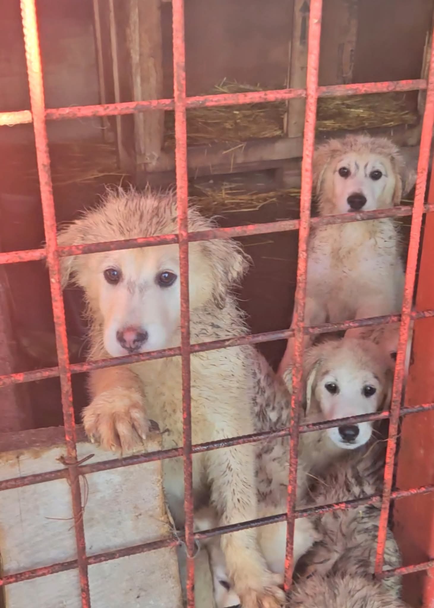 Freilauf für die Pflegehunde aus Rumänien campaign photo, 5 of 6