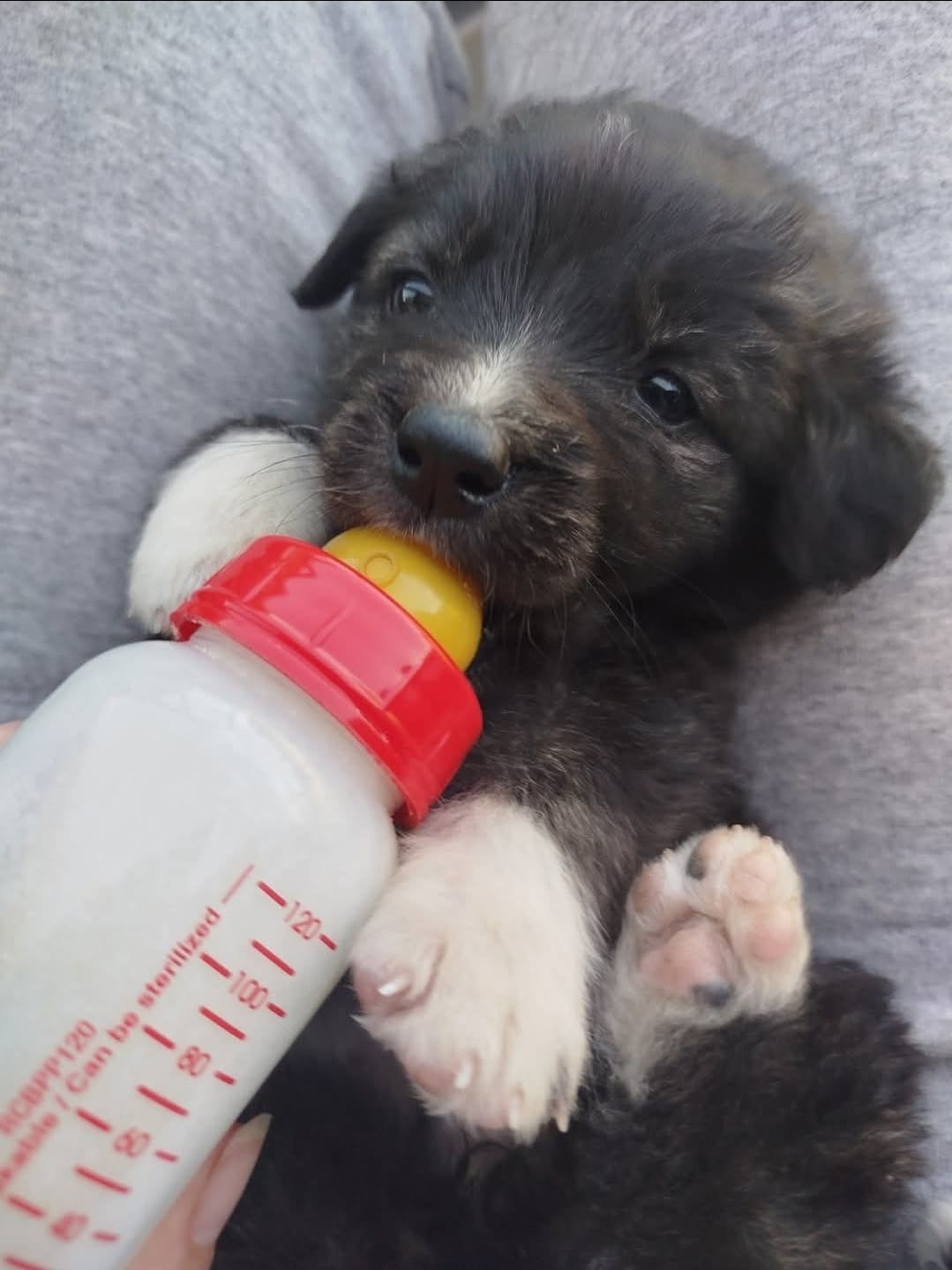 Rettung für über 100 Hunde – Vanja braucht unsere Hilfe campaign photo, 4 of 8