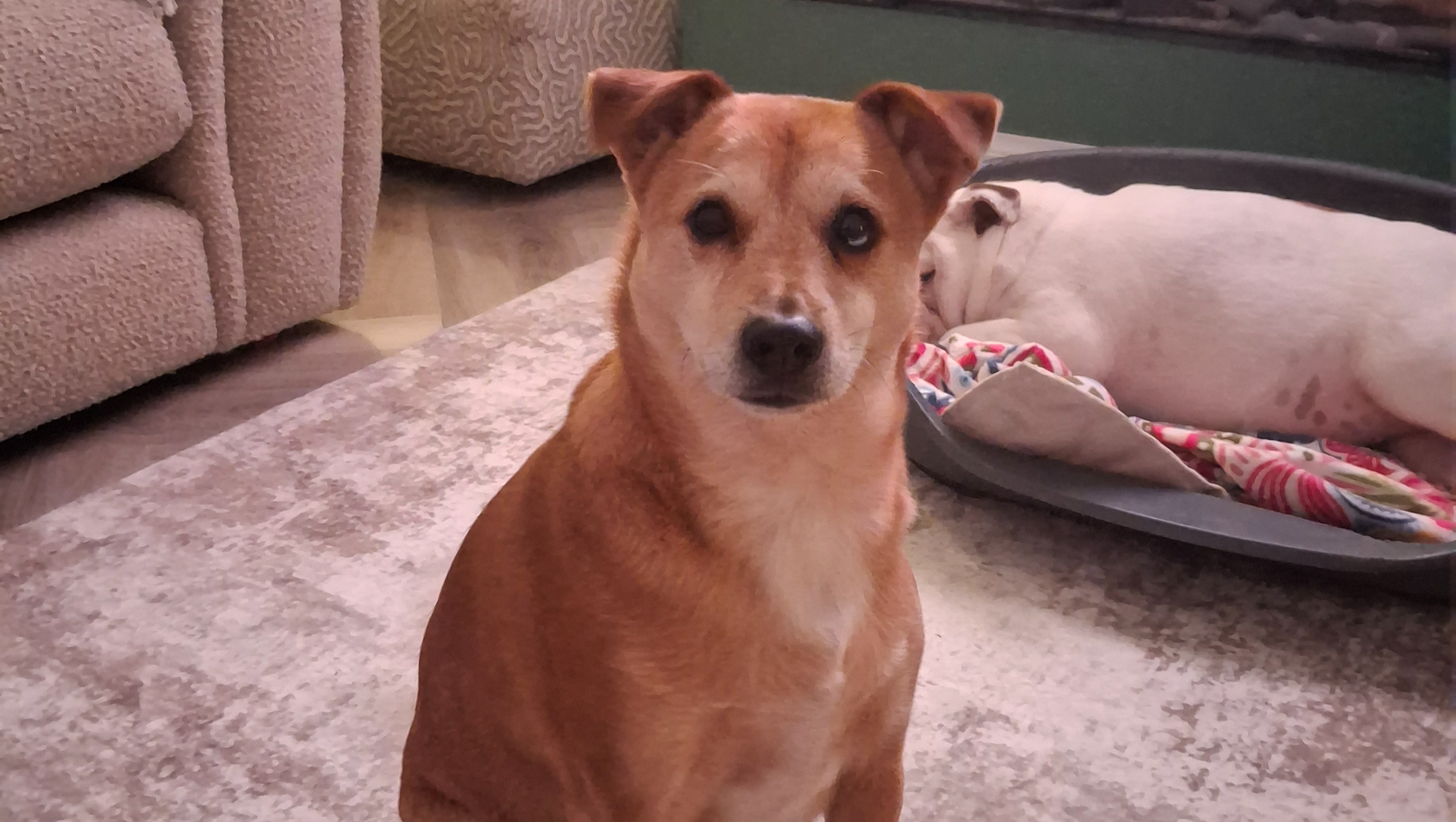 Missy  photo