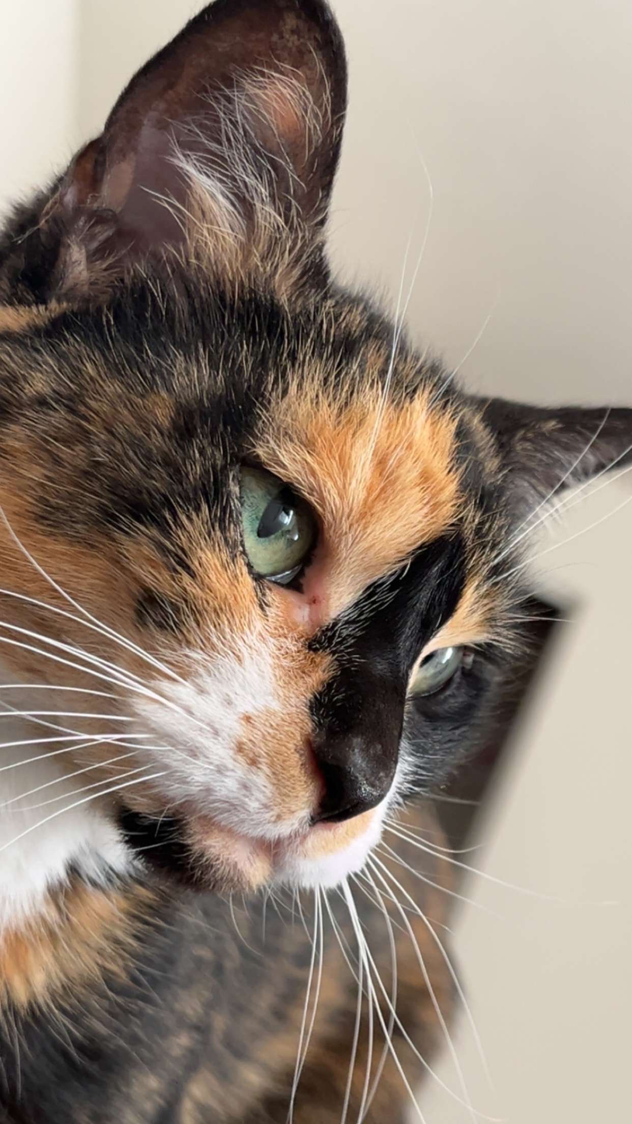 Funds for Kitty’s mastectomy surgery campaign photo, 6 of 6