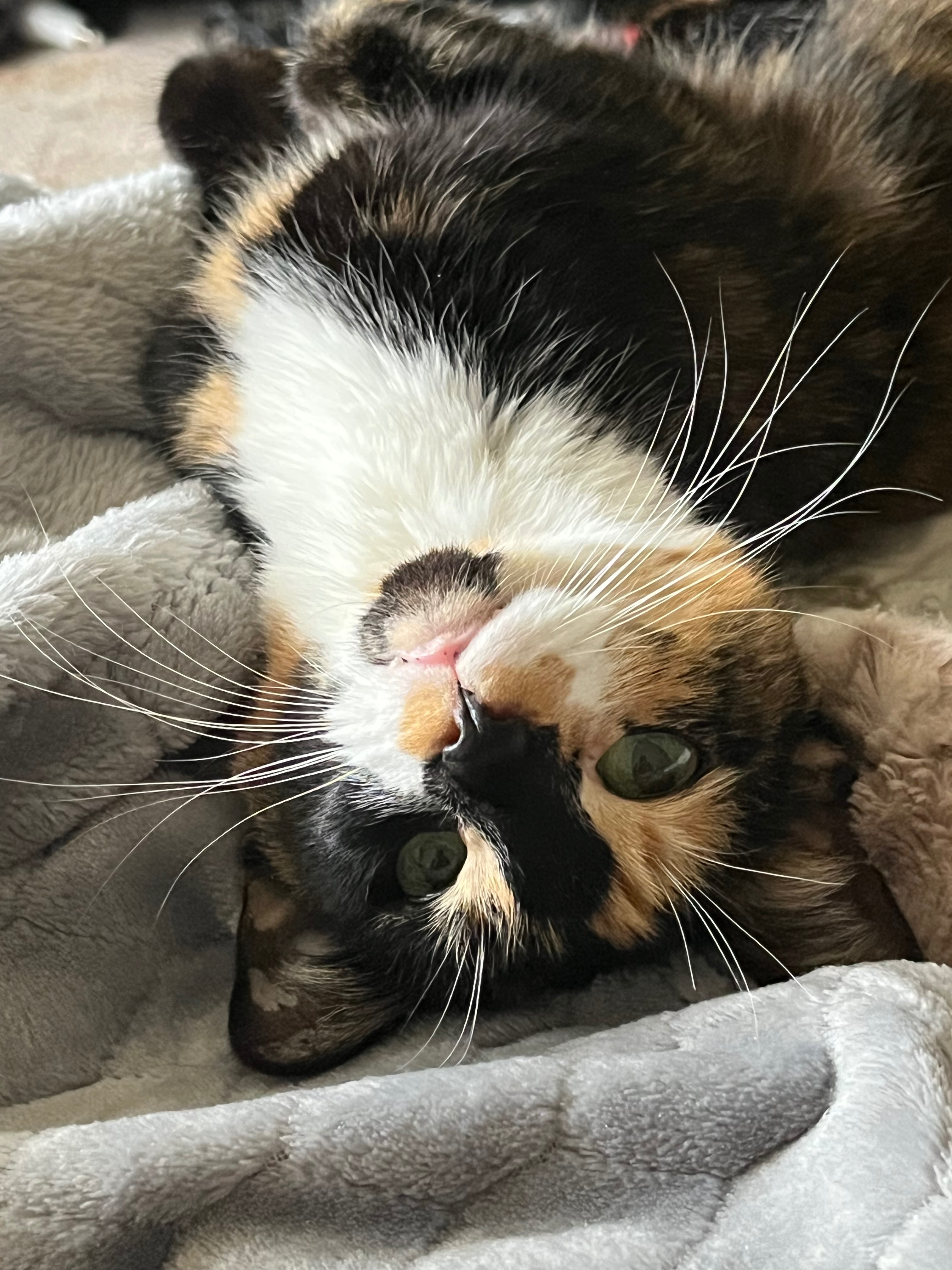 Funds for Kitty’s mastectomy surgery campaign photo, 5 of 6