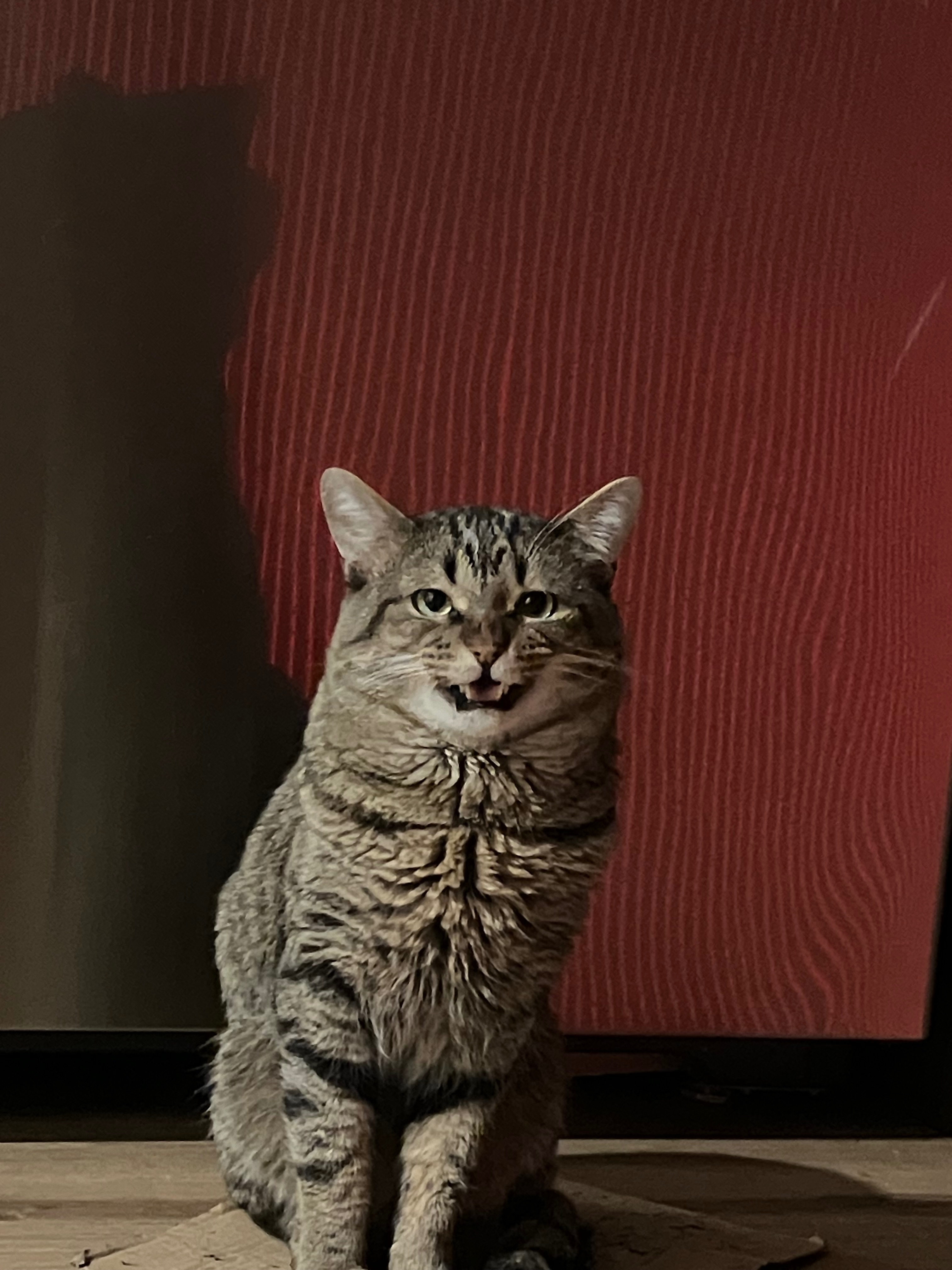 Help Riku Get Life-Saving Surgery campaign photo, 7 of 7