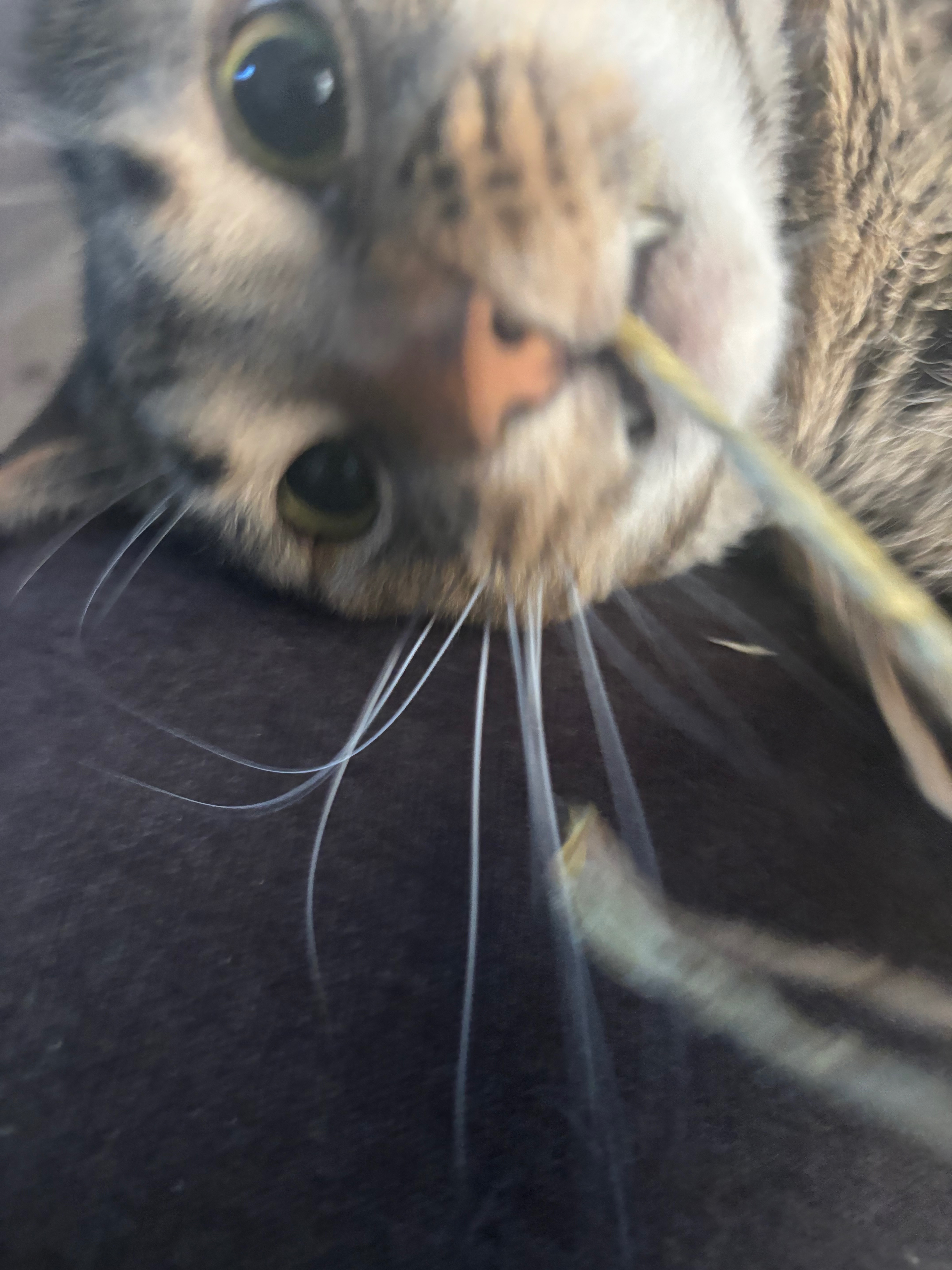 Help Riku Get Life-Saving Surgery campaign photo, 2 of 7