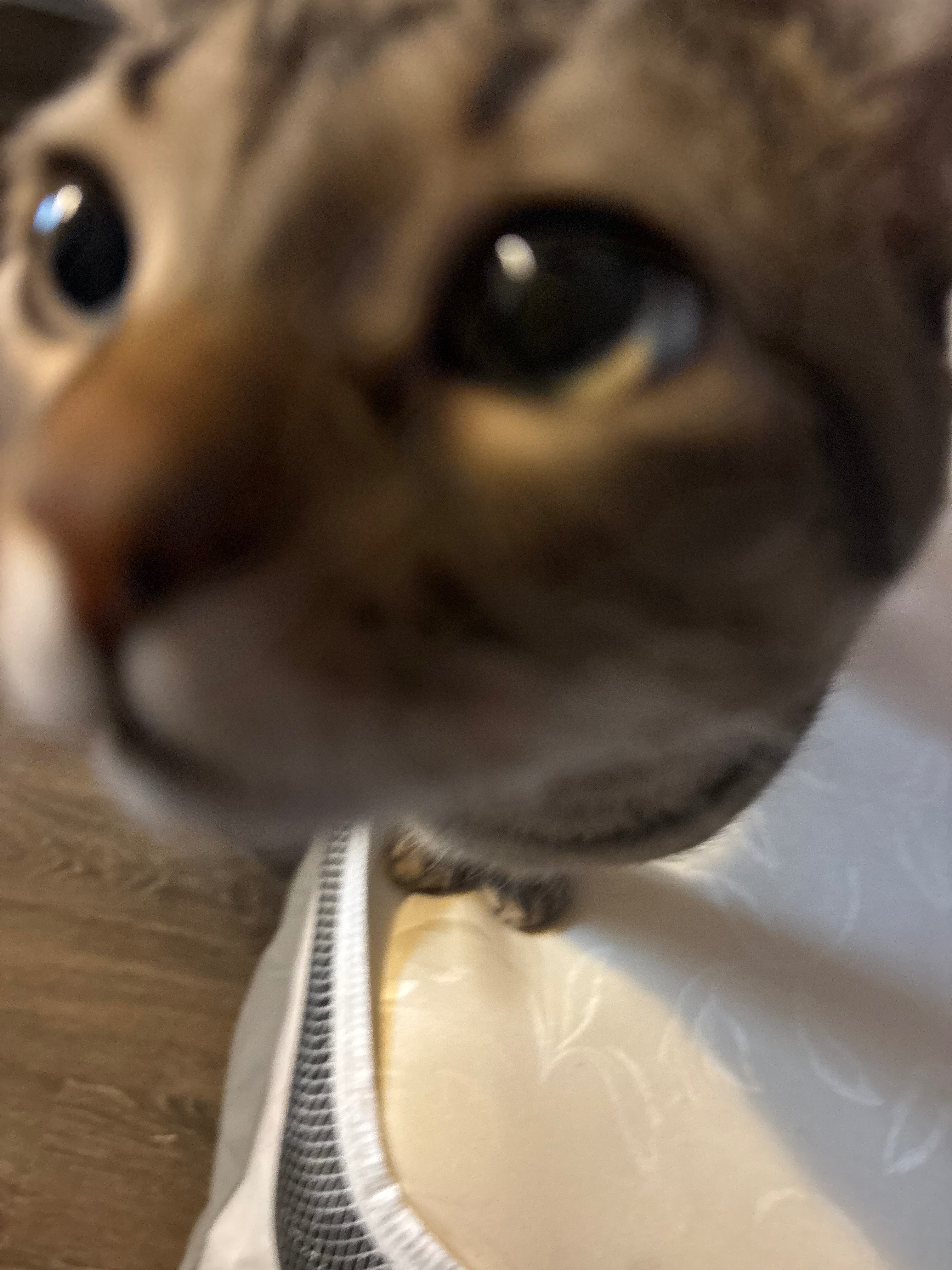Help Riku Get Life-Saving Surgery campaign photo, 5 of 7