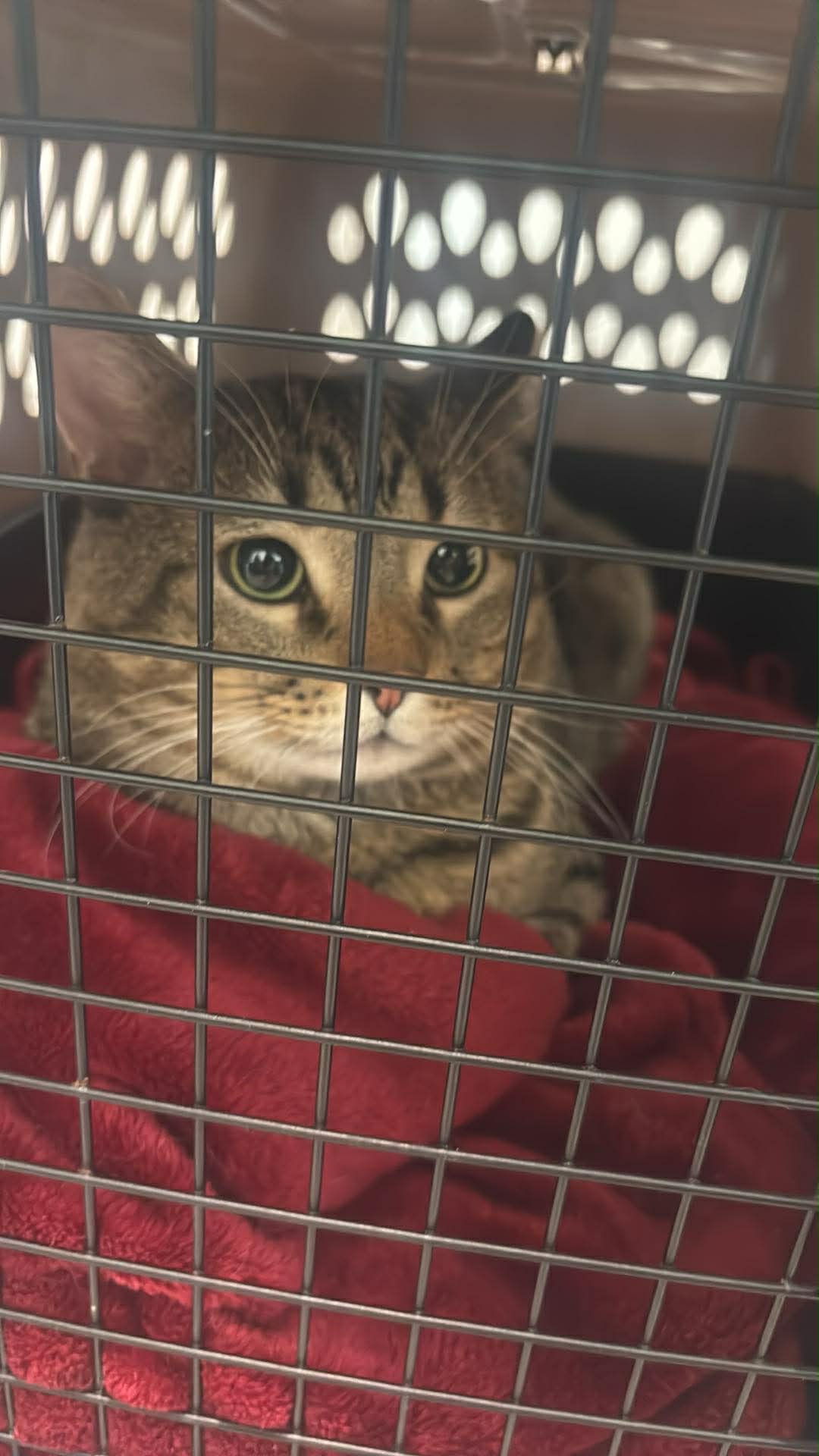 Help Riku Get Life-Saving Surgery campaign photo, 6 of 7