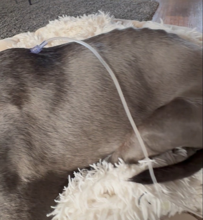 Veteran Seeking Help for Retired Service Dog campaign photo, 4 of 8