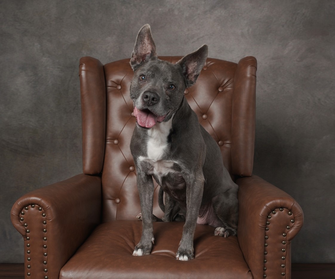 Veteran Seeking Help for Retired Service Dog campaign photo, 5 of 8