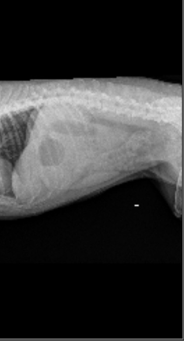 Save Maisie: Urgent Surgery Needed campaign photo, 2 of 7