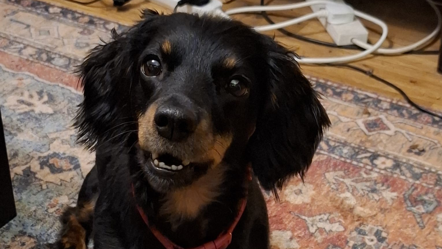 Fundraiser for Dan Rudham by Ruth H : Help Us Save Misty’s Heart