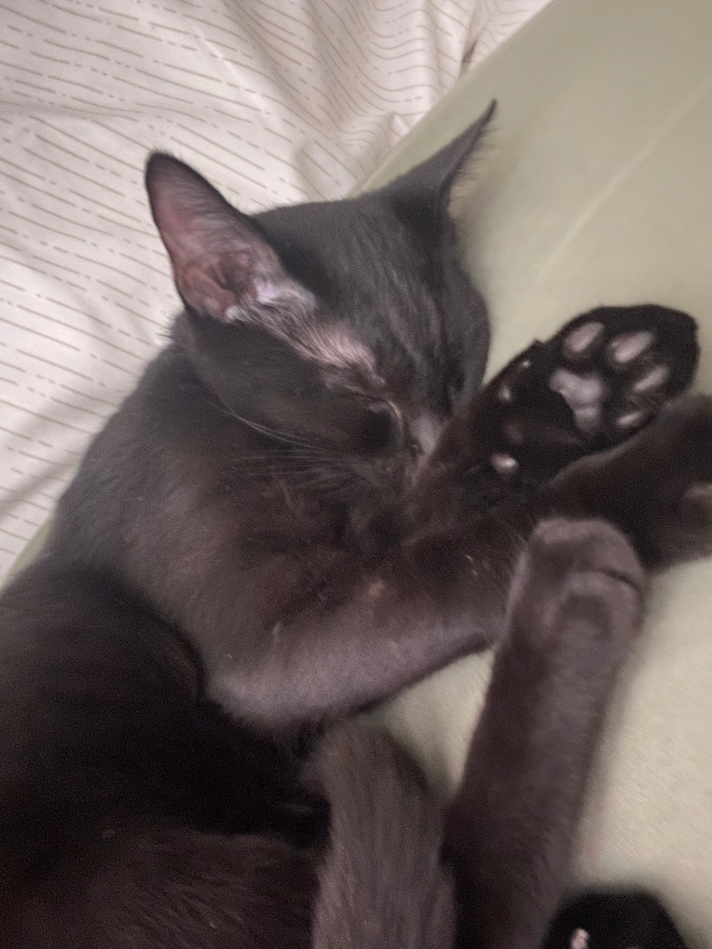 Help Freya Get Life-Saving Surgery campaign photo, 4 of 6