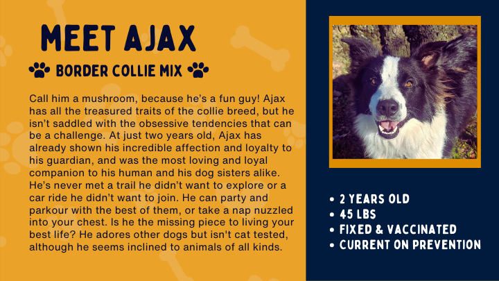 Support Ajax, Cilla, and Queenie in their new home search campaign photo, 7 of 8