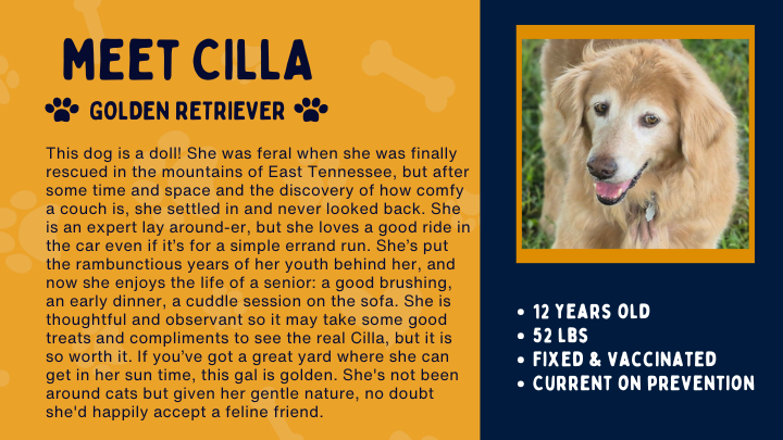 Support Ajax, Cilla, and Queenie in their new home search campaign photo, 2 of 8