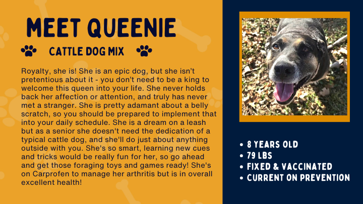Support Ajax, Cilla, and Queenie in their new home search campaign photo, 4 of 8