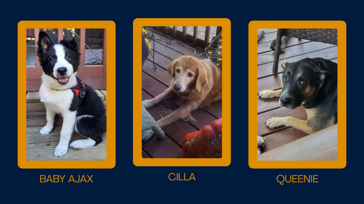 Support Ajax, Cilla, and Queenie in their new home search campaign photo, 5 of 8