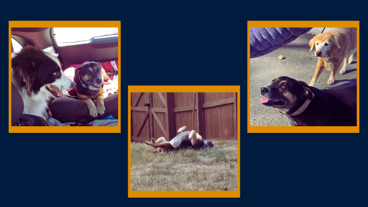 Support Ajax, Cilla, and Queenie in their new home search campaign photo, 6 of 8