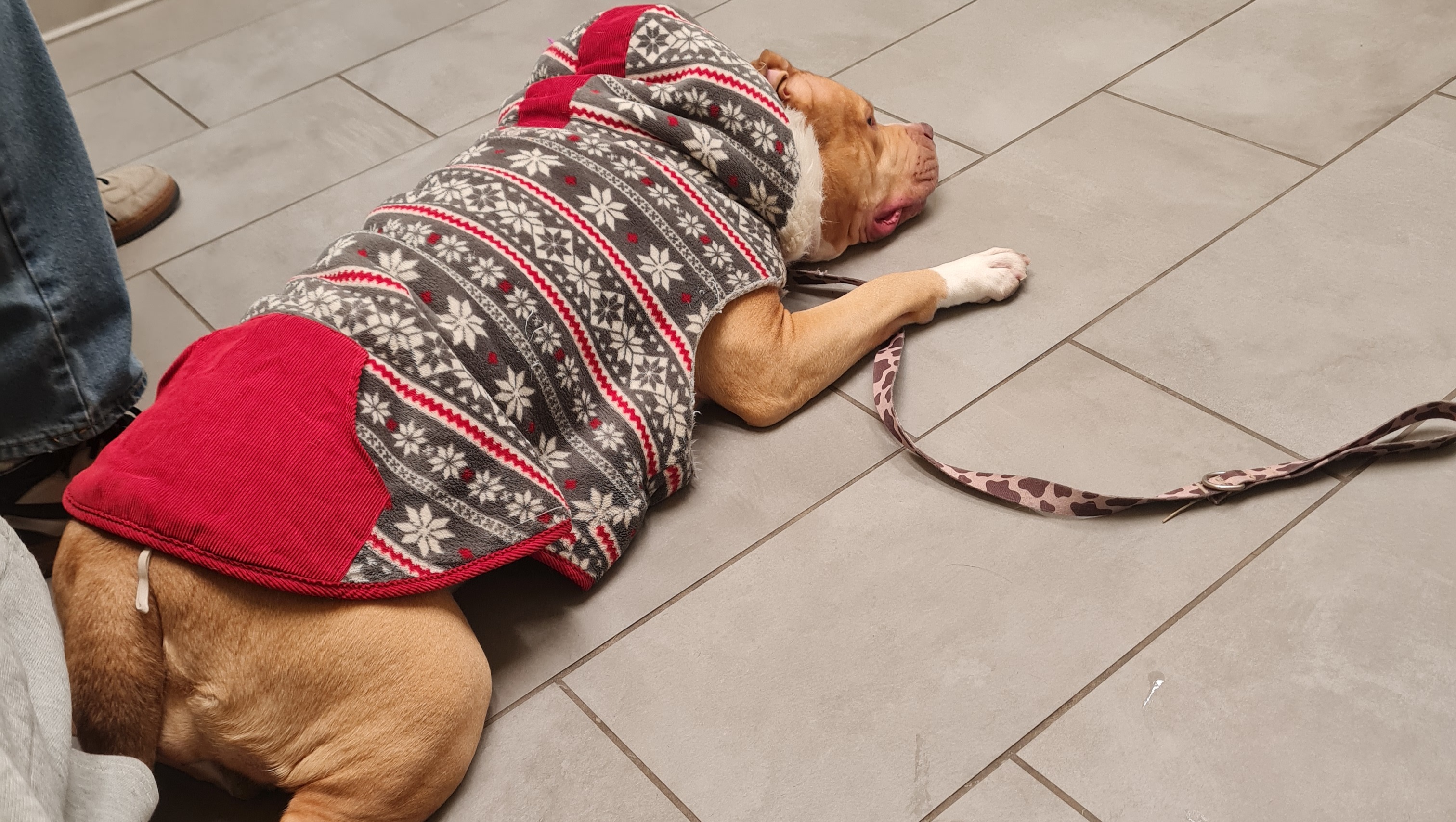 Help My Dog Get Emergency Surgery