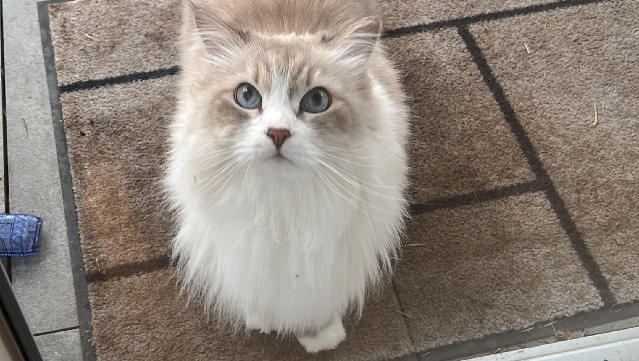 Please help Luna get urgent bladder surgery photo