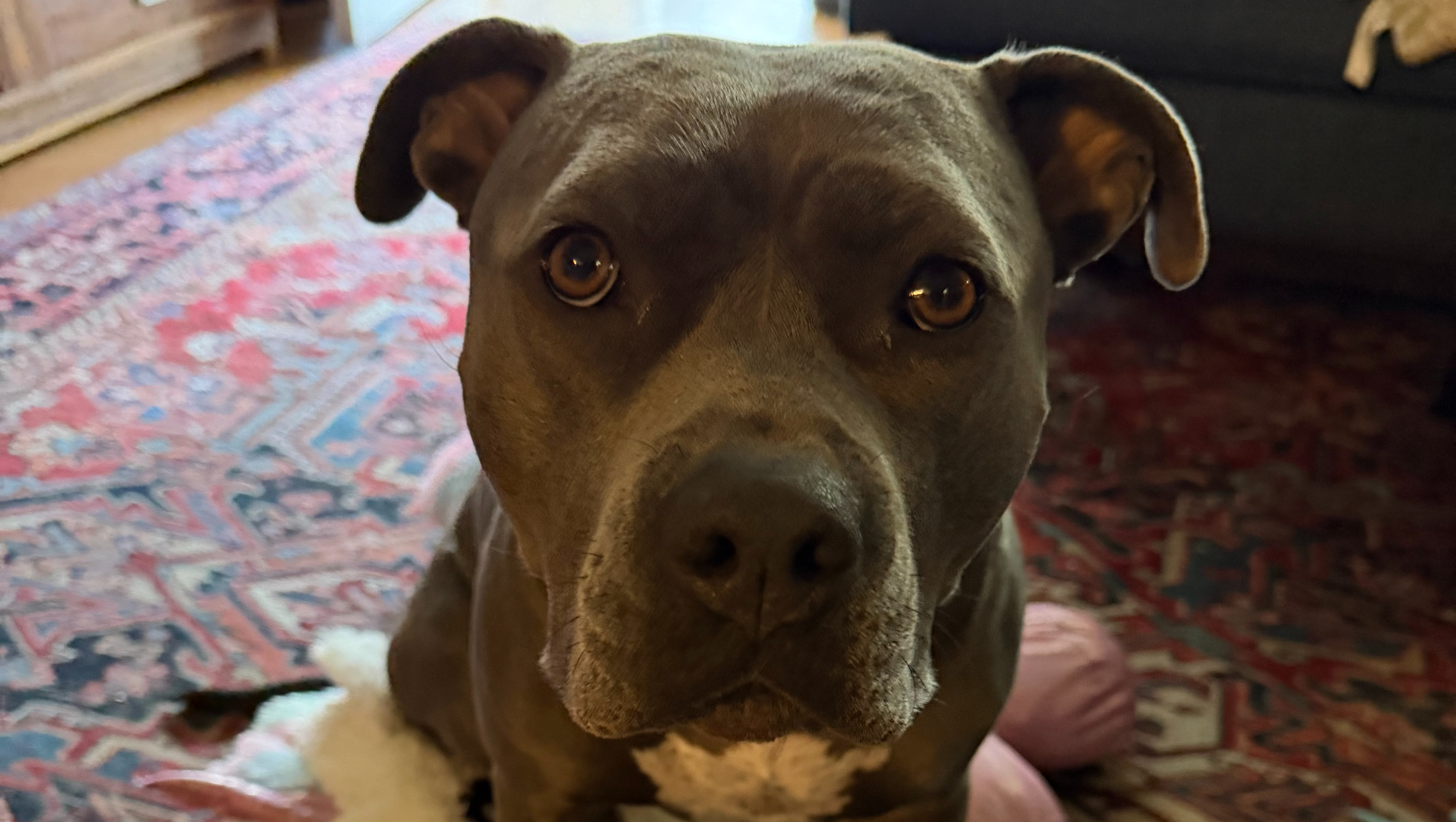 Junie needs your help  photo