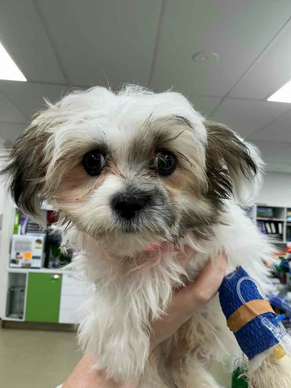 Help Save Charlie – Our Brave Pup Needs Life-Saving Surgery campaign photo, 2 of 4