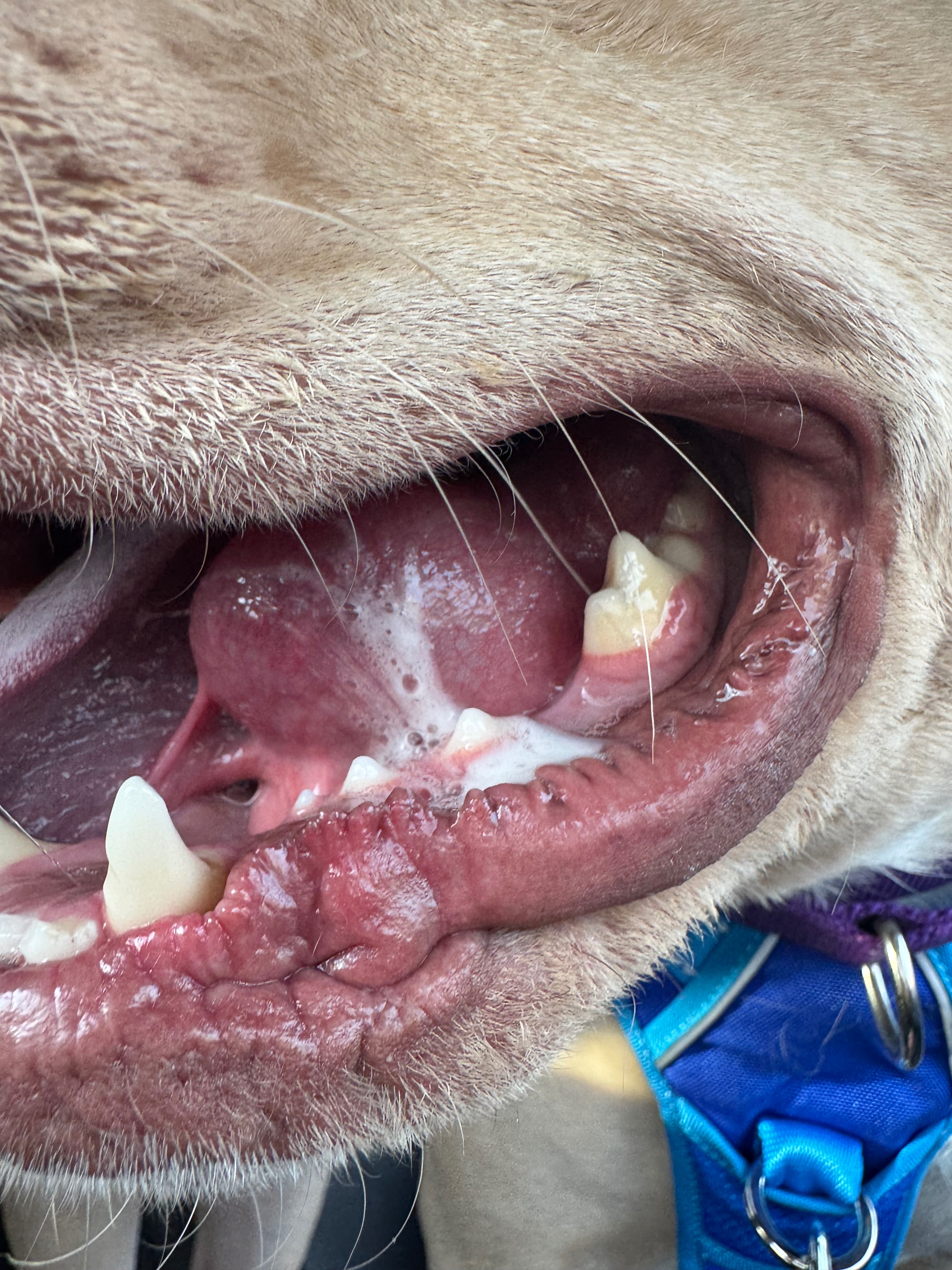 Support Diamond’s Urgent Surgery Needs campaign photo, 6 of 8