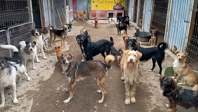 Fundraiser image