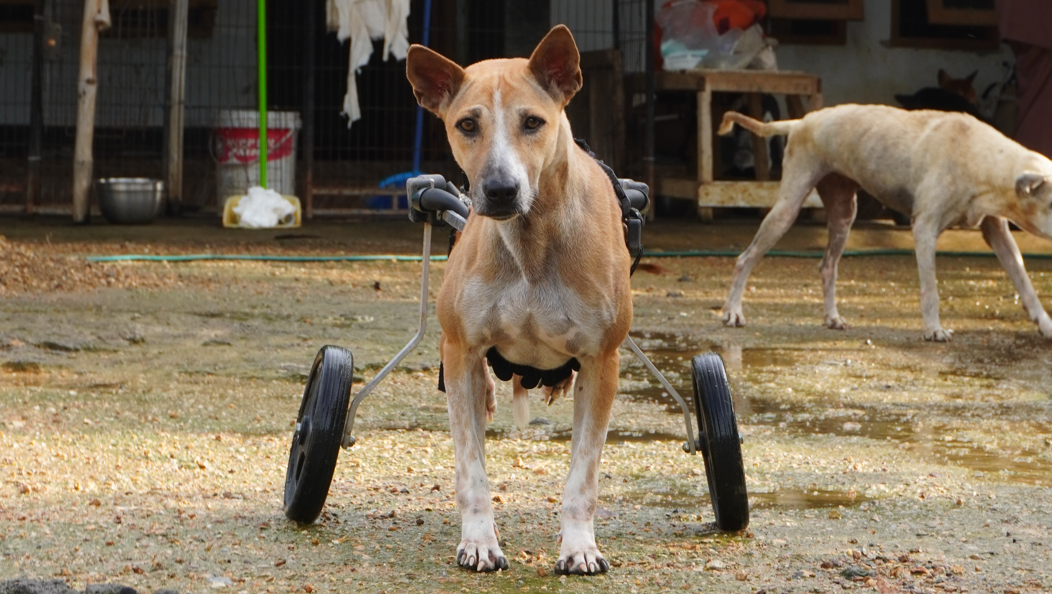 Help Us Build Lomdogs Sanctuary - Disability Area (3 of 4) photo