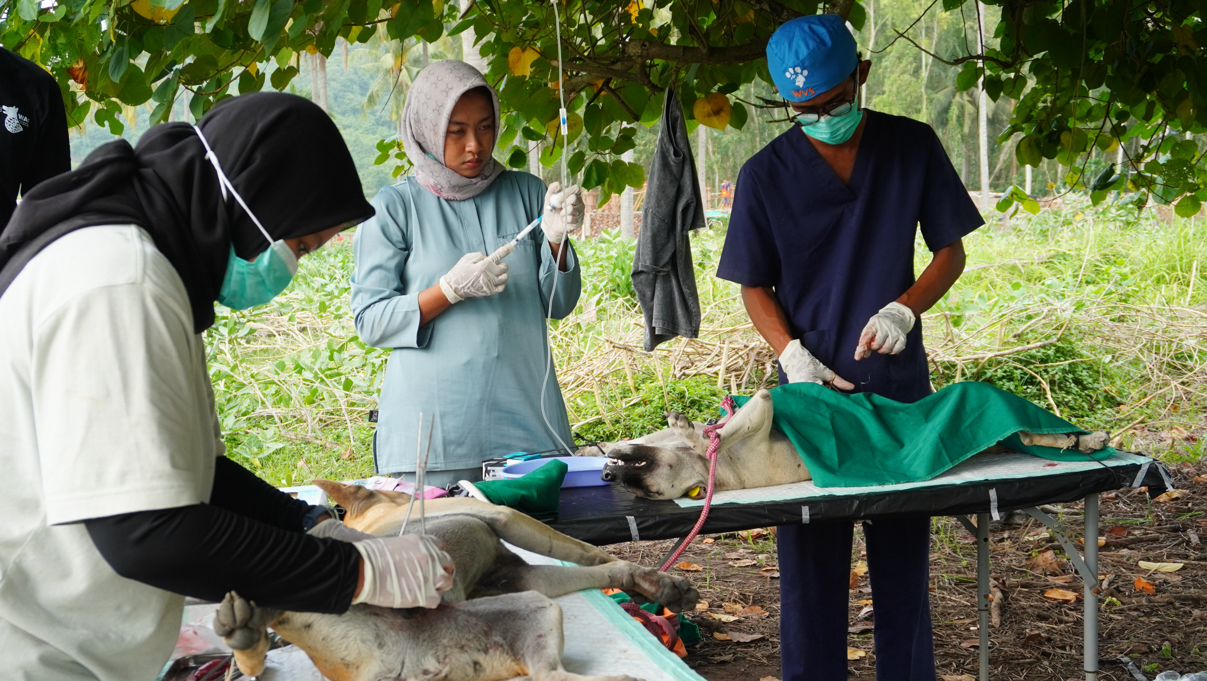 Help Us Build Lomdogs Sanctuary - Medical Care (4 of 4) photo