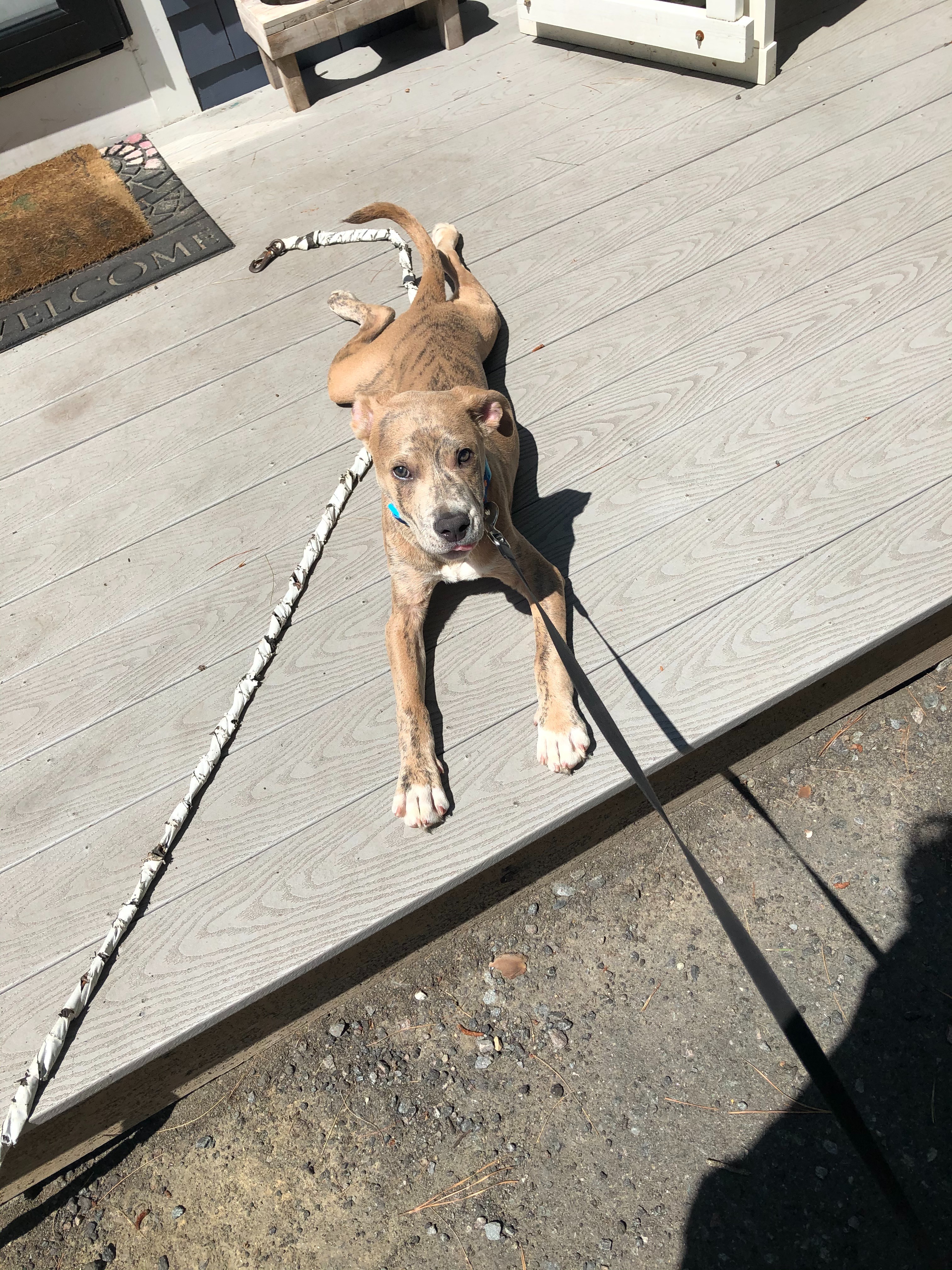 Save Blu: Becky’s Beloved Rescue Dog campaign photo, 7 of 7
